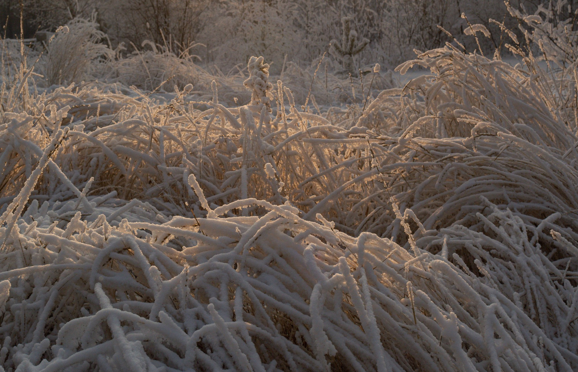 Разное. Репортажный фотограф г. Чита