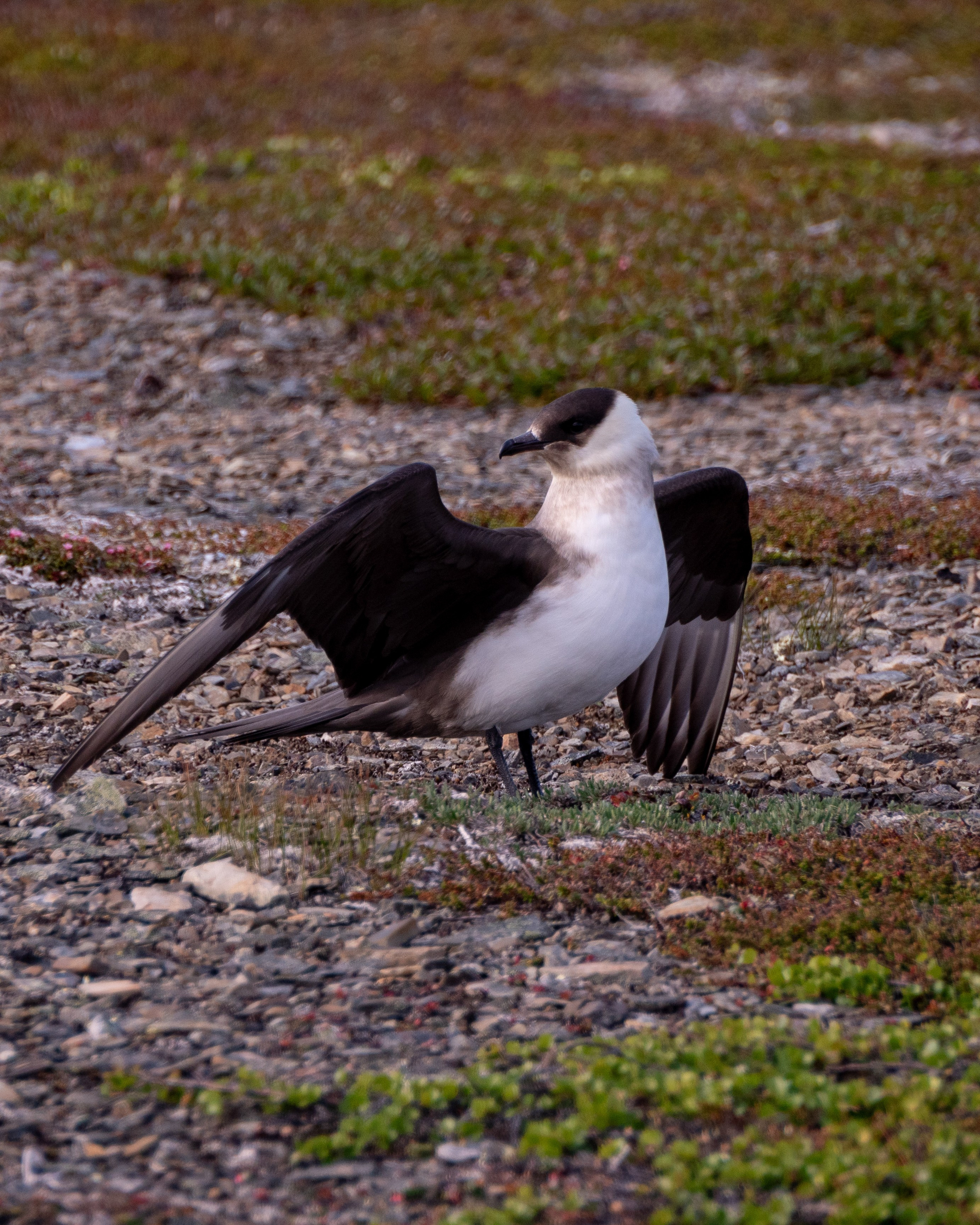 Полуостров Рыбачий. Фотограф Александр Головин