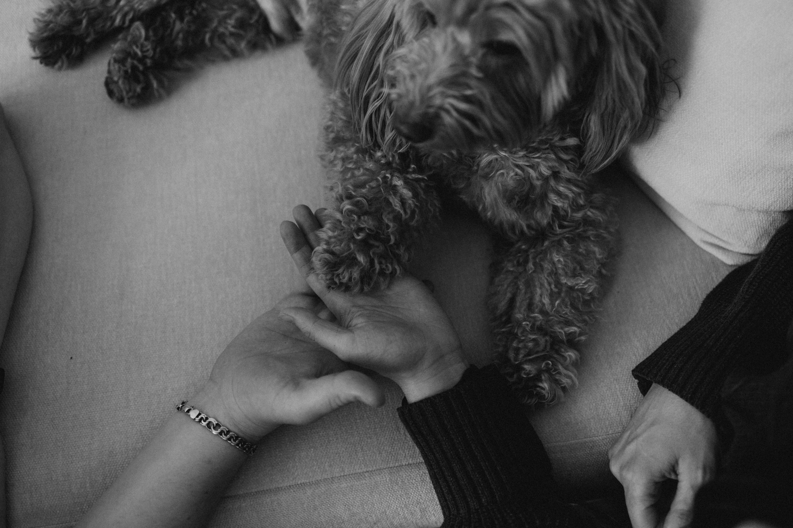 Шкипер и его семья. Фотограф — Анималист | Санкт-Петербург