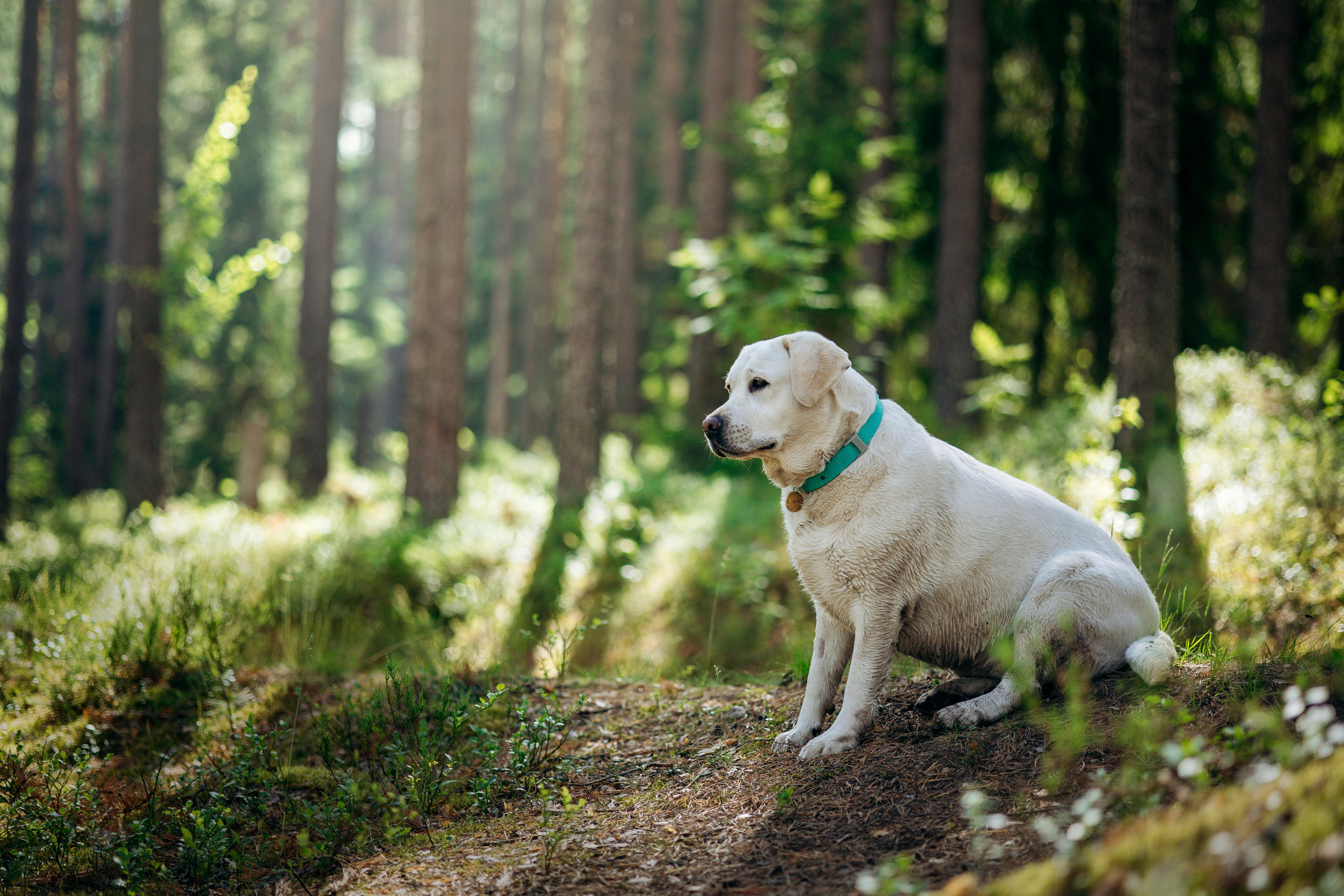 Котофеи и их семья. Фотограф — Анималист | Санкт-Петербург