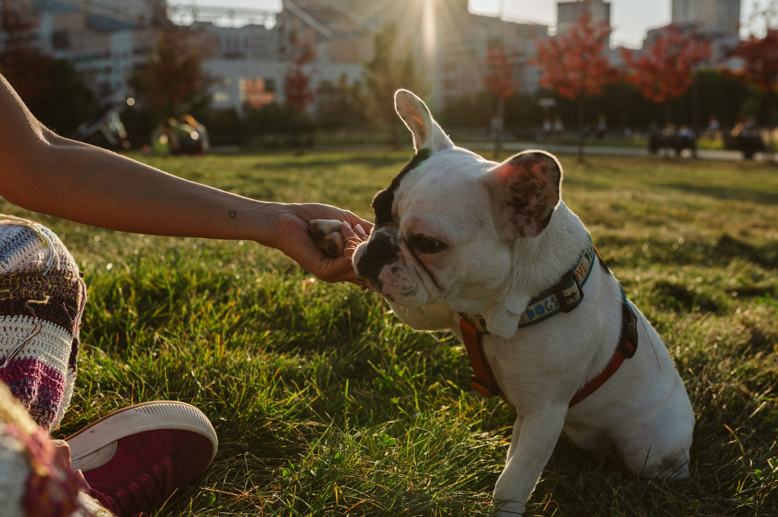 Инна и Белль. Фотограф анималист в Москве Ольга Агушева