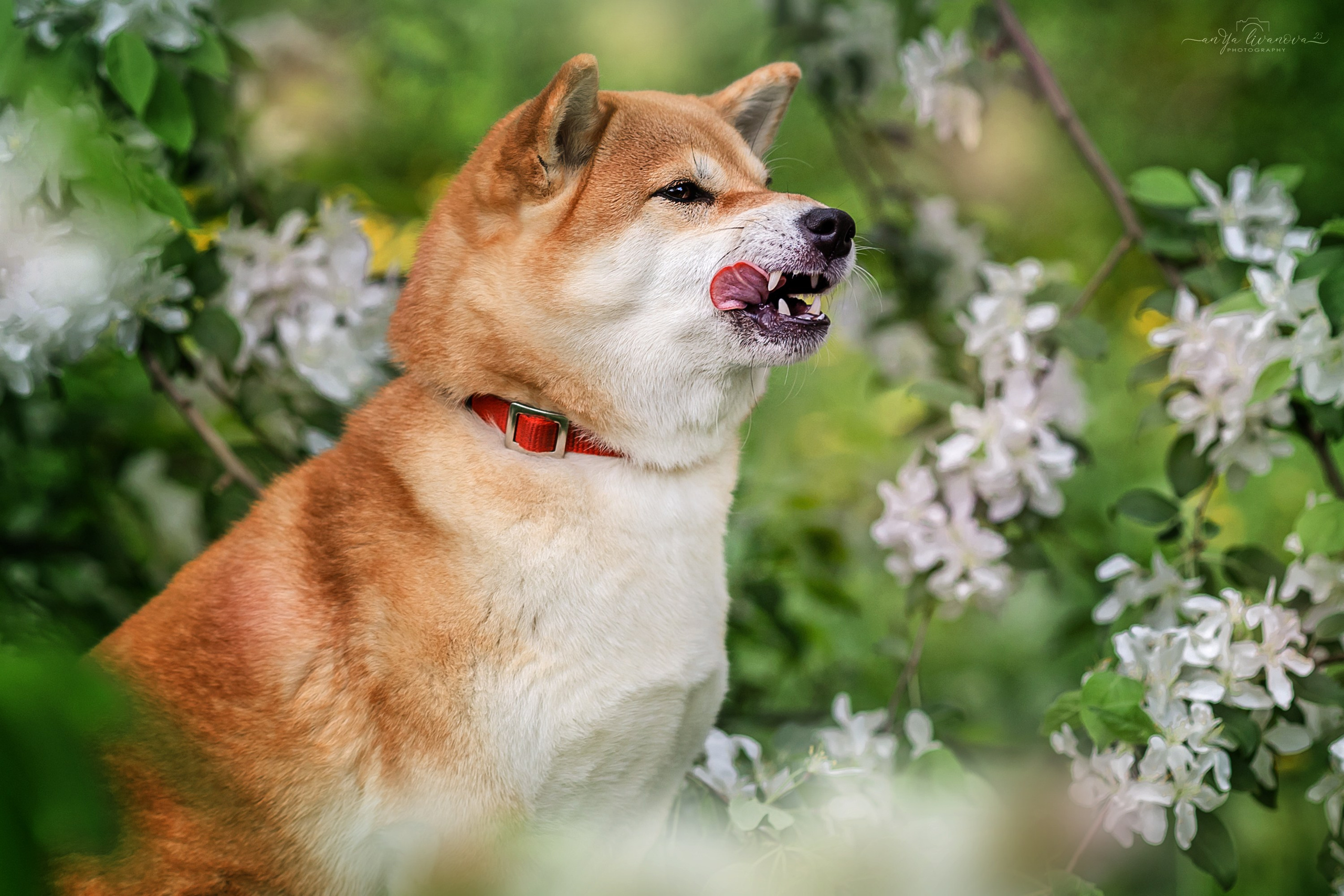 Яблони. Фотограф анималист Аня Ливанова | Рыбинск