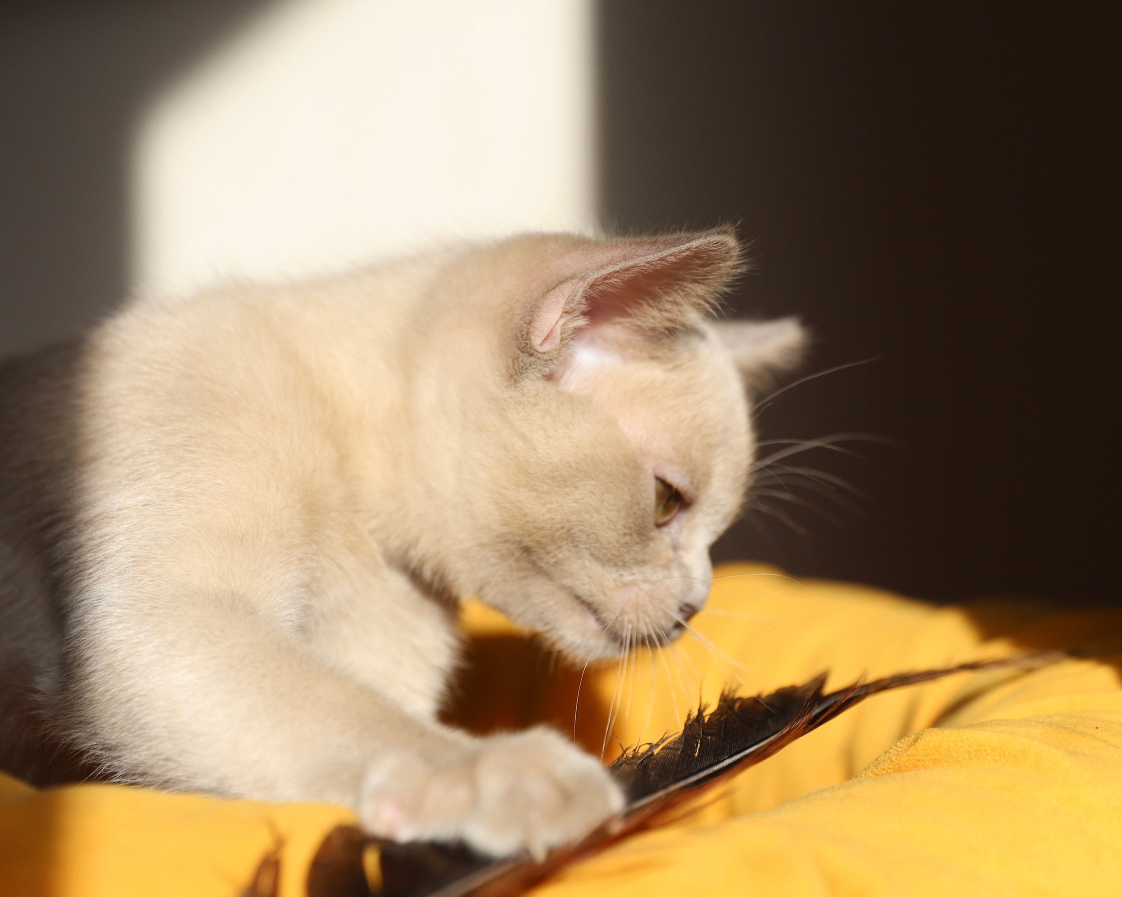 В. Cash. Cattery “Bouncy Life”