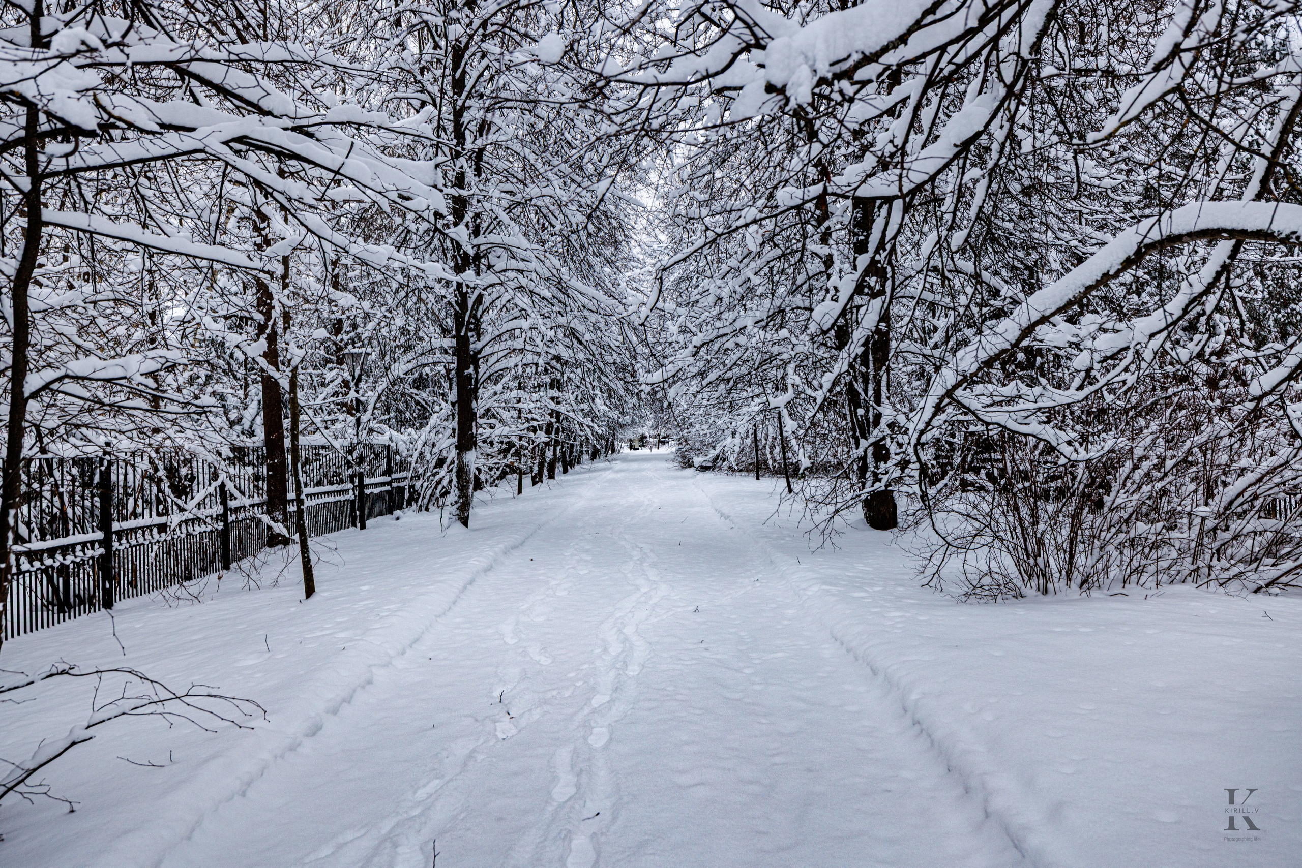 Природа 31 Декабря 2025 года. Клены. Фотографирую жизнь! Московский фотограф волонтер