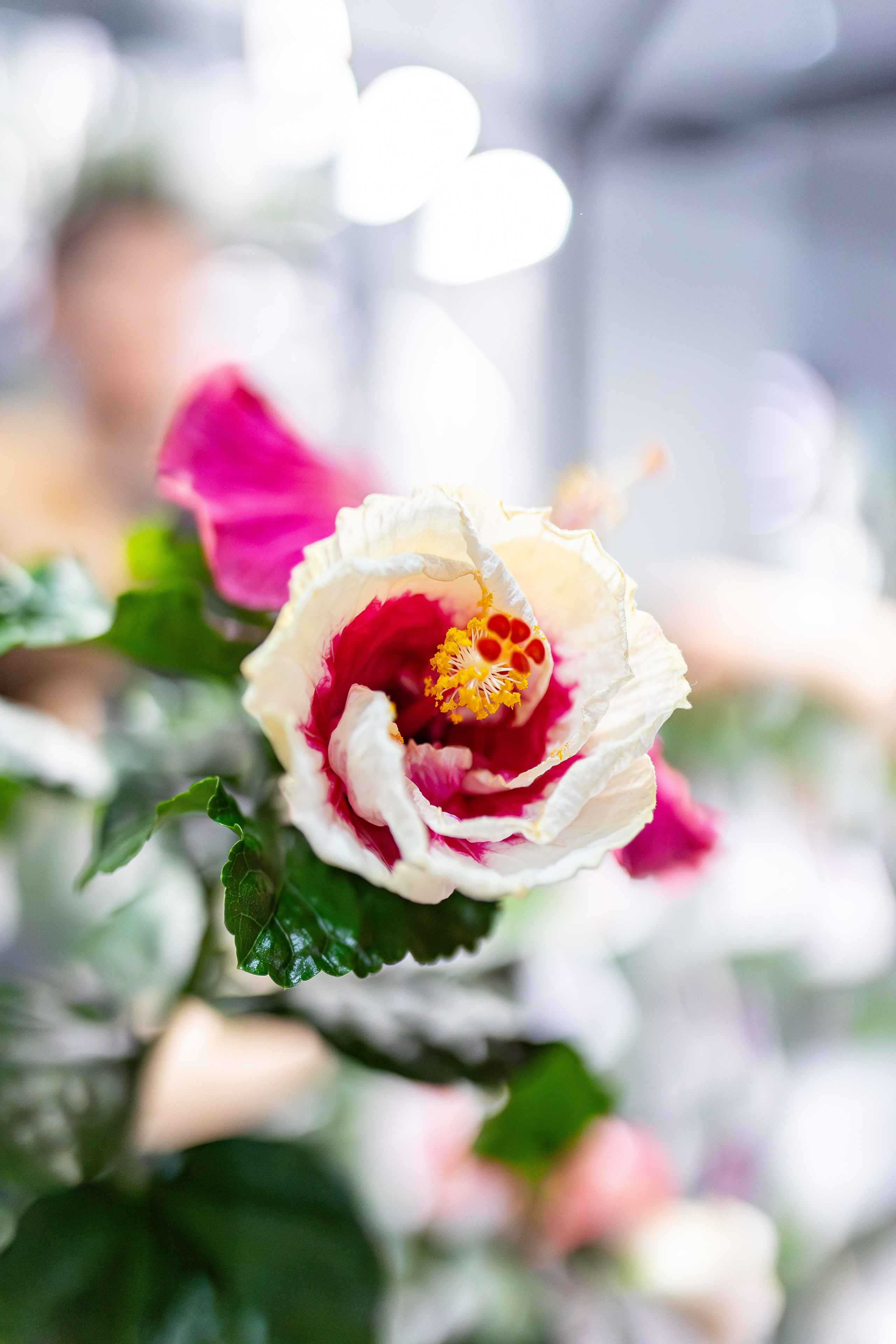 Монстериум апрель 2026. Александра Куликова фотограф, Москва