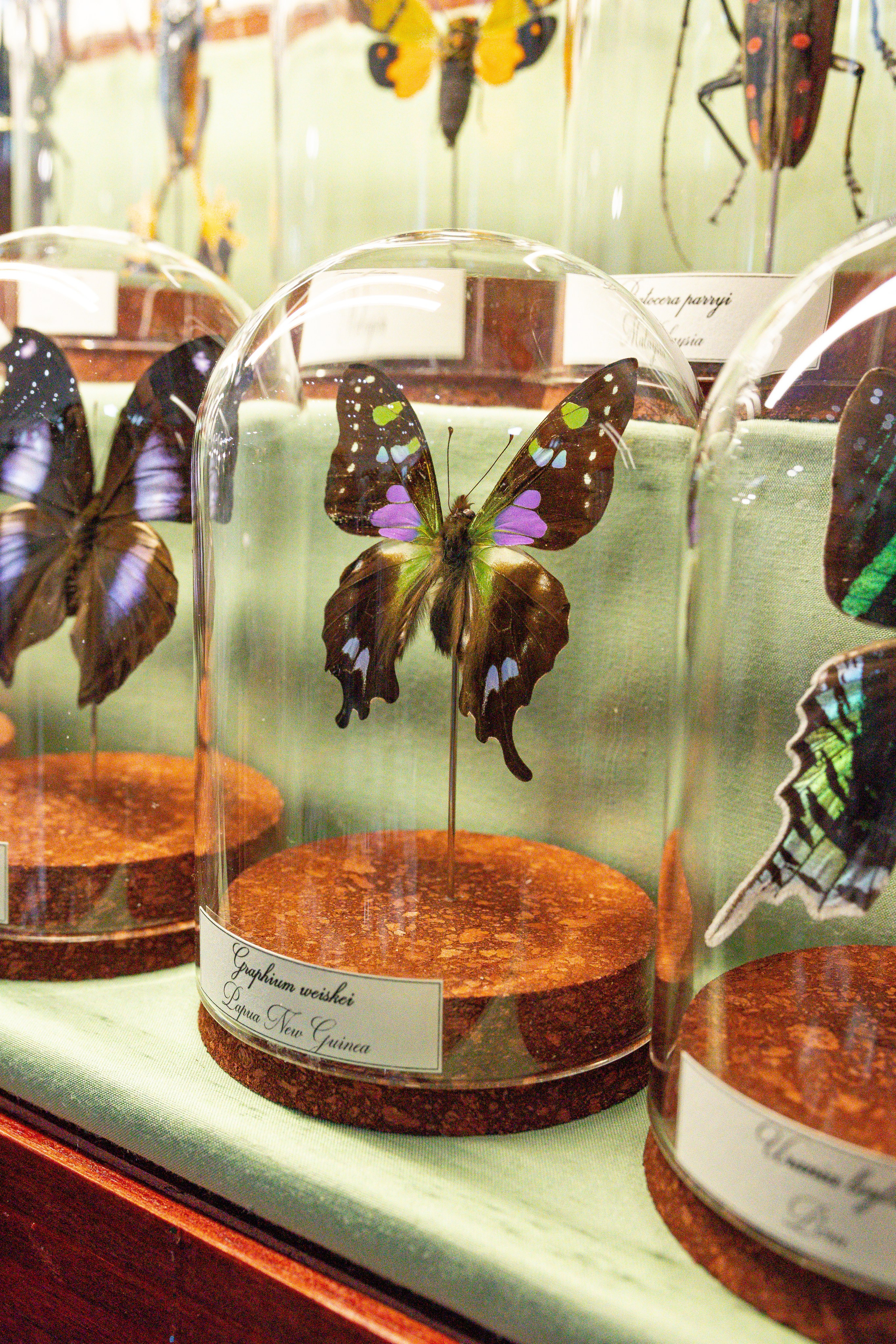 Орхидиум май 2025. Александра Куликова фотограф, Москва