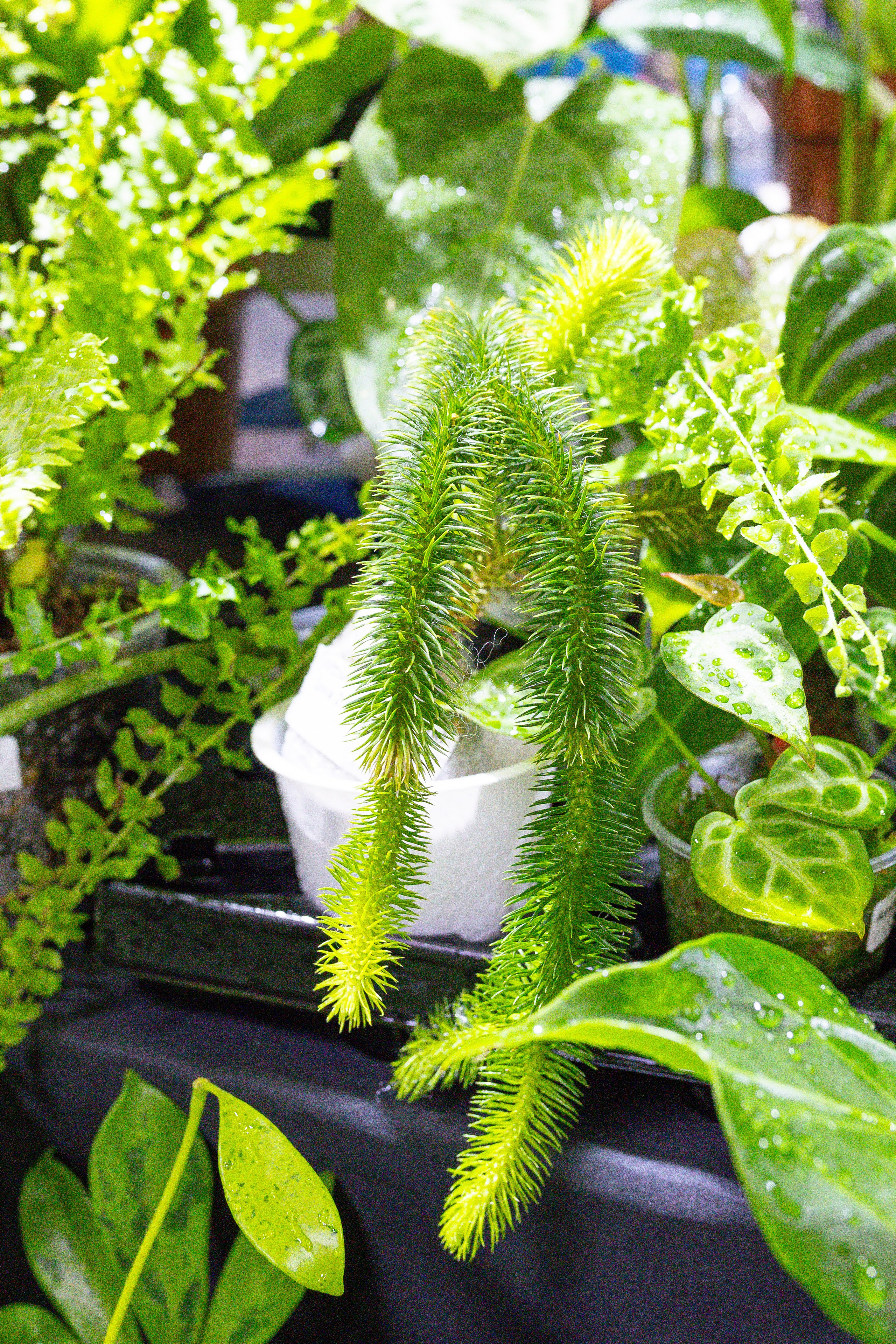 Монстериум 11–12 октября. Александра Куликова фотограф, Москва