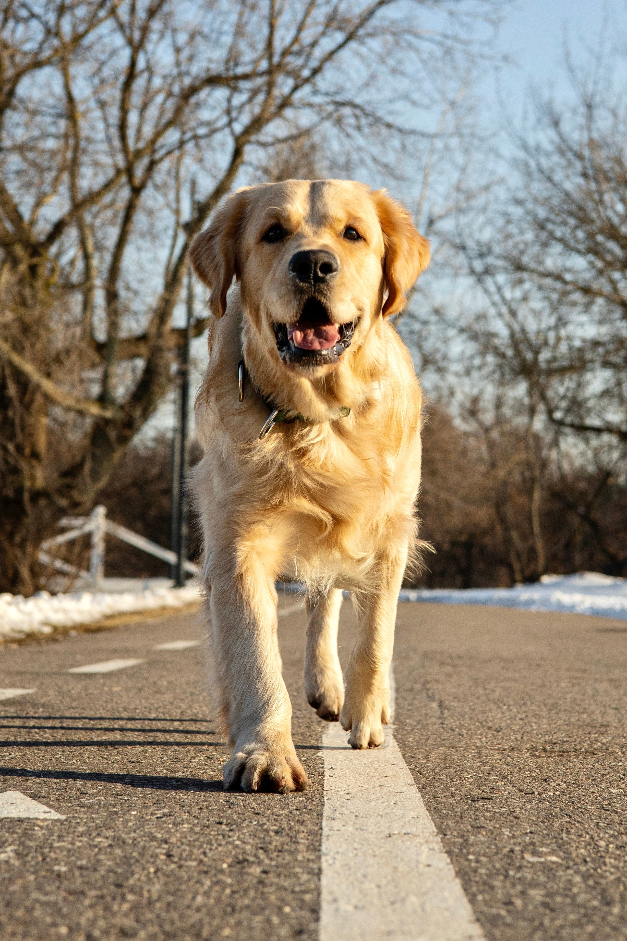 Ларри и его семья. Фотограф-анималист Ксения Шевцова|Москва