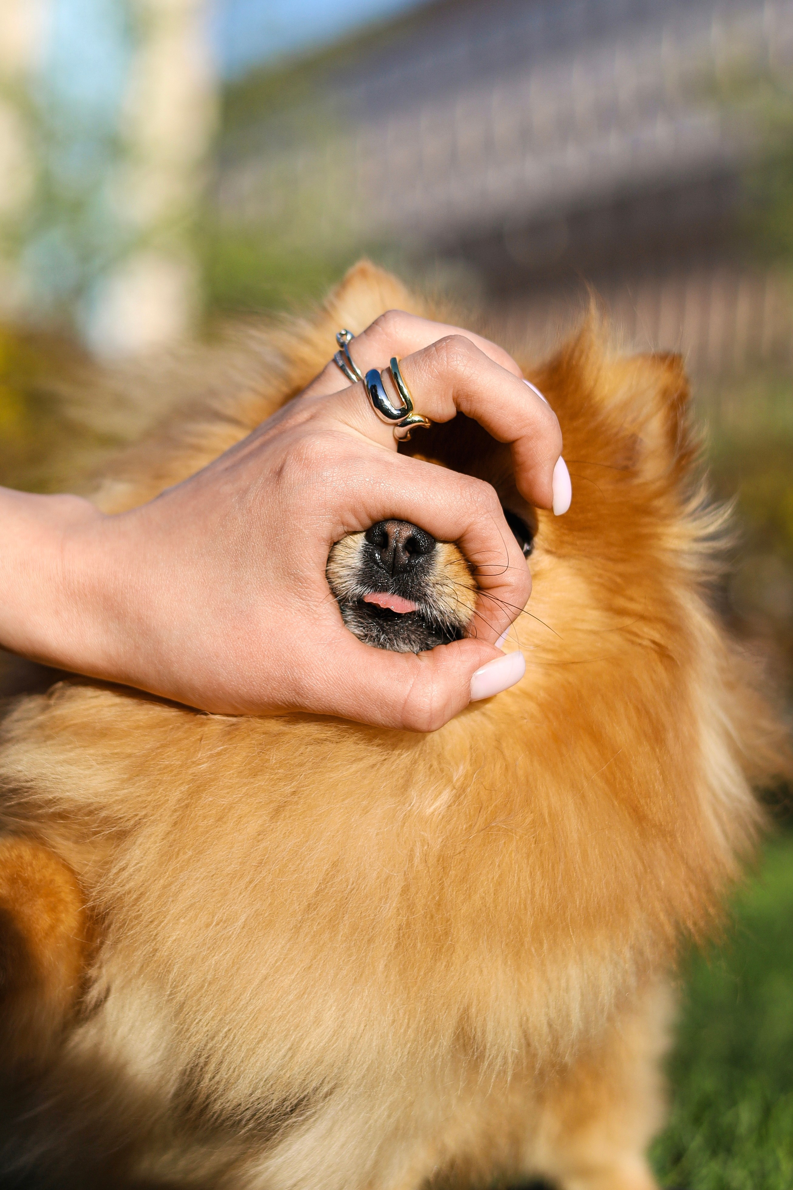 Мика и Лена. Фотограф-анималист Ксения Шевцова|Москва