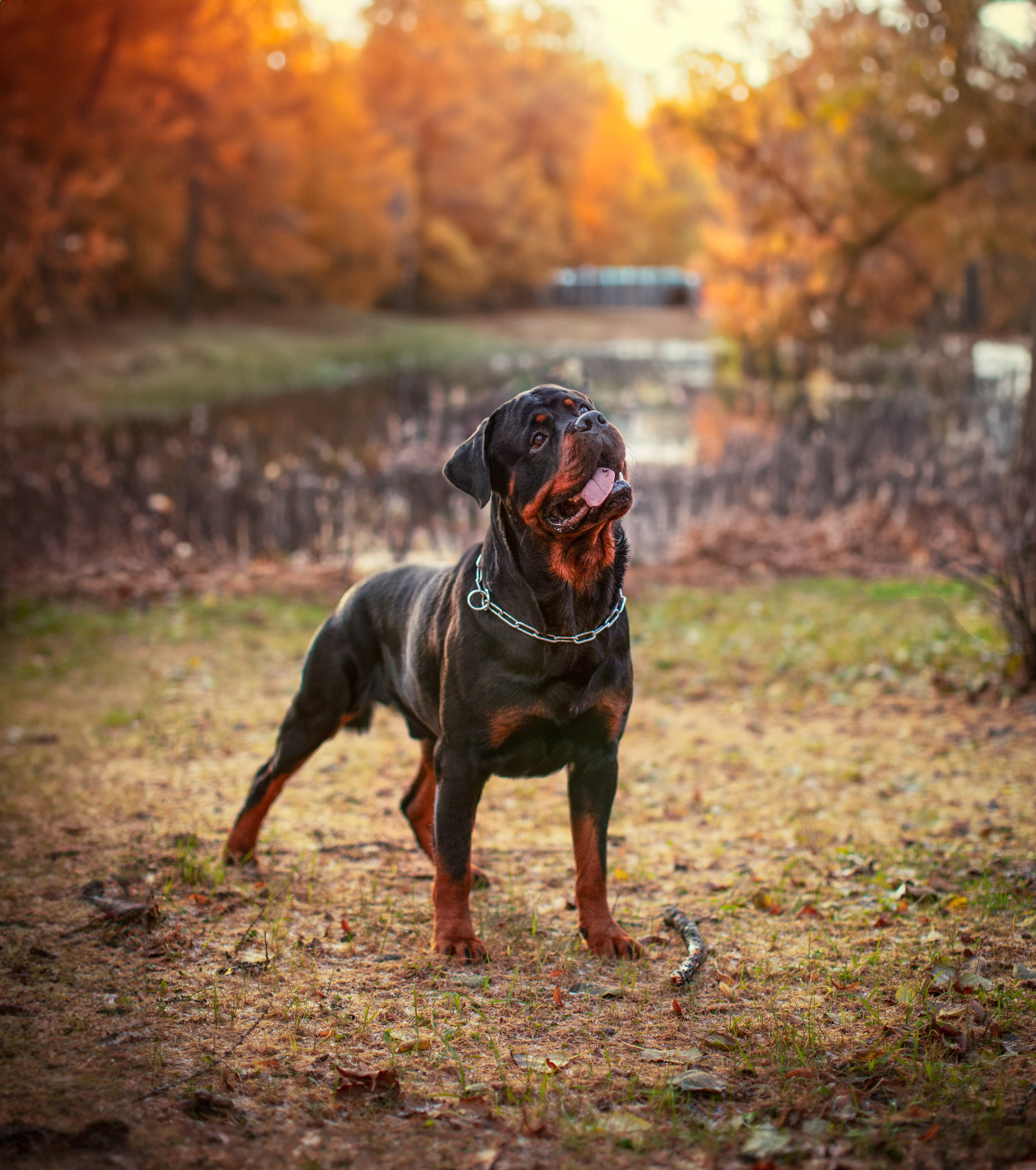 Ротвейлер Аватар. Портретная и семейная съемка. Фотограф анималист