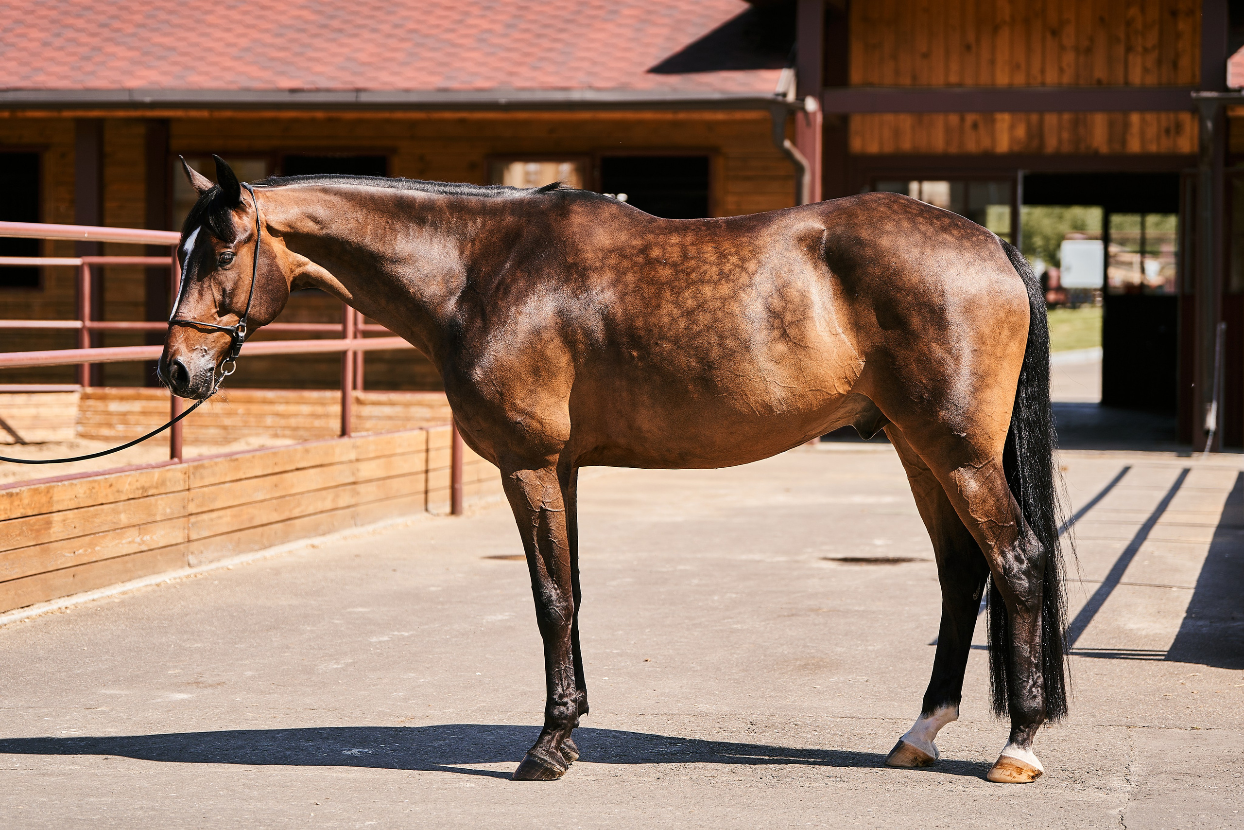 Экстерьеры Ваших лошадей. Фотосессии с лошадьми в Москве, Новосибирске