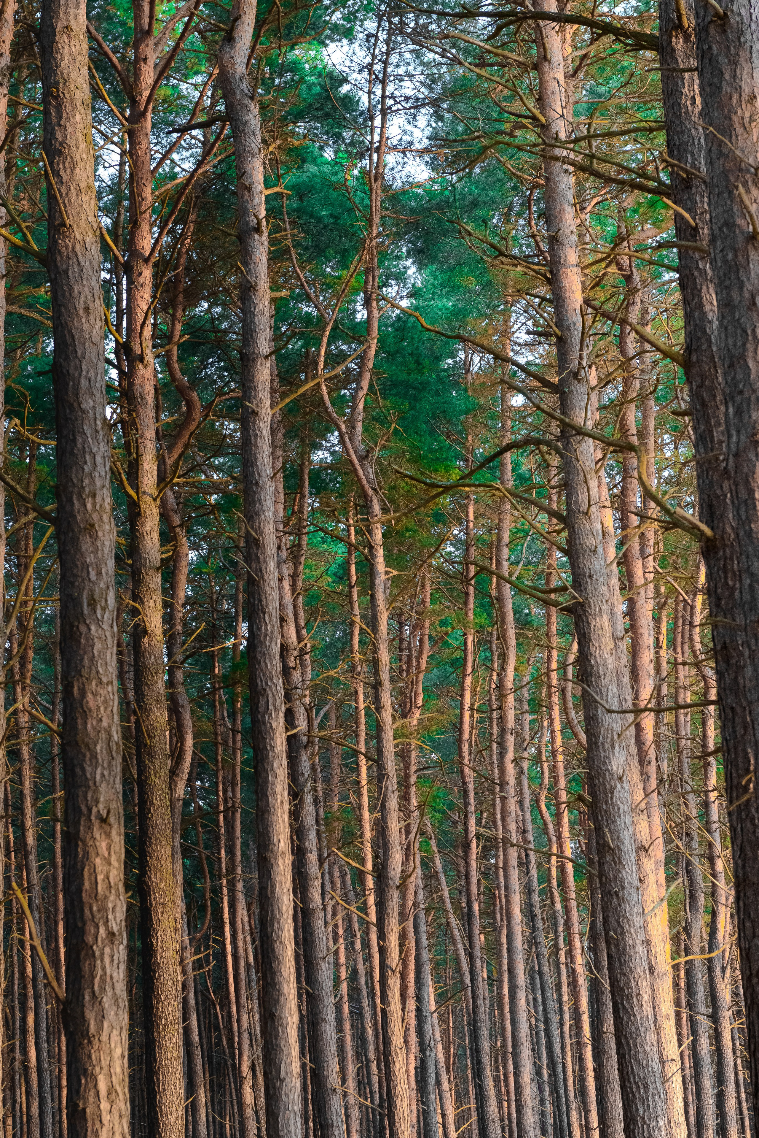 верхушка соснового леса