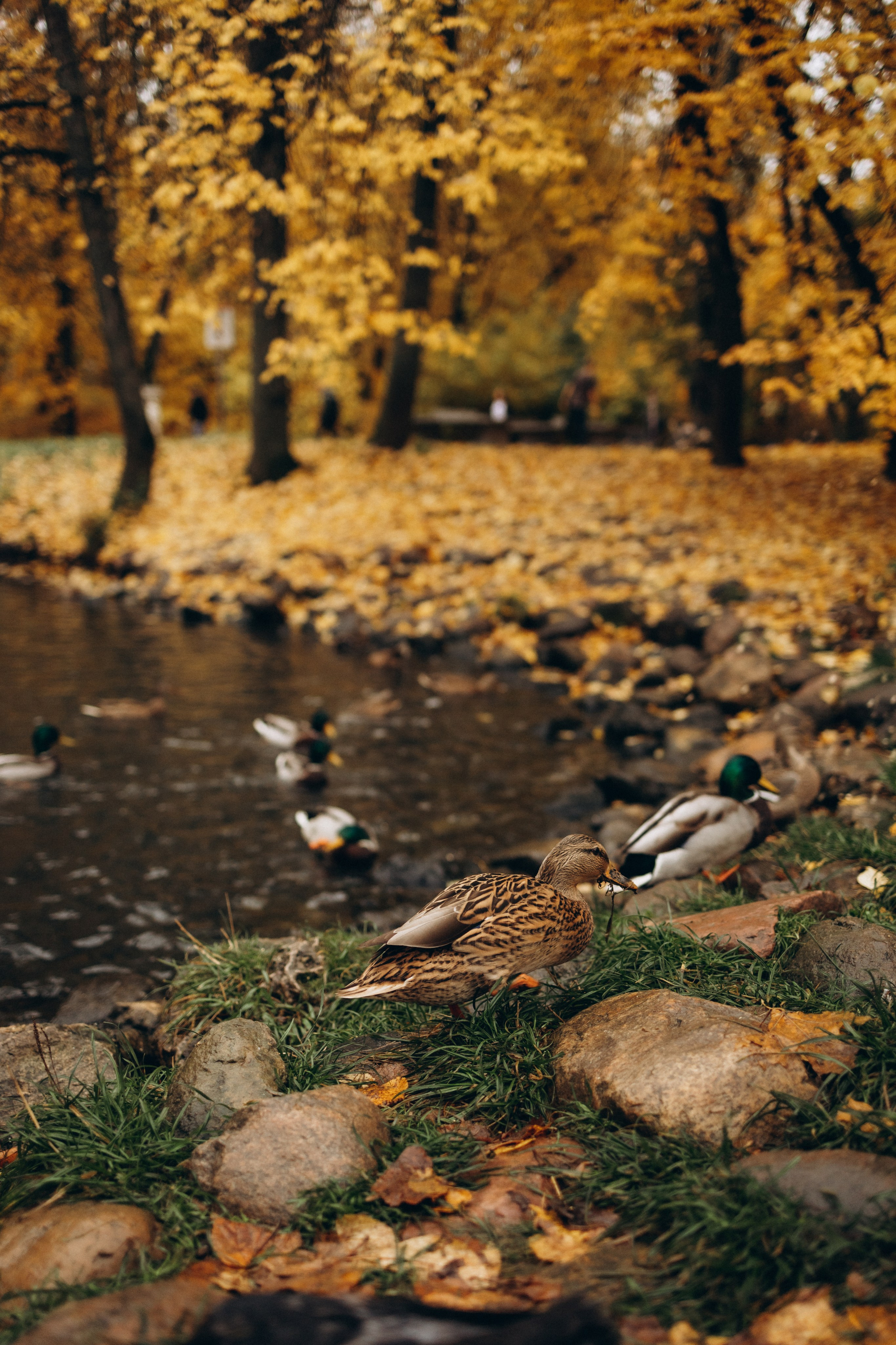 Осенняя семейная фотосъемка (11.10.2025 г.) г. Обнинск (Калужская обл.). Надежда Стар семейный и церковный фотограф в Жукове и Калужской области