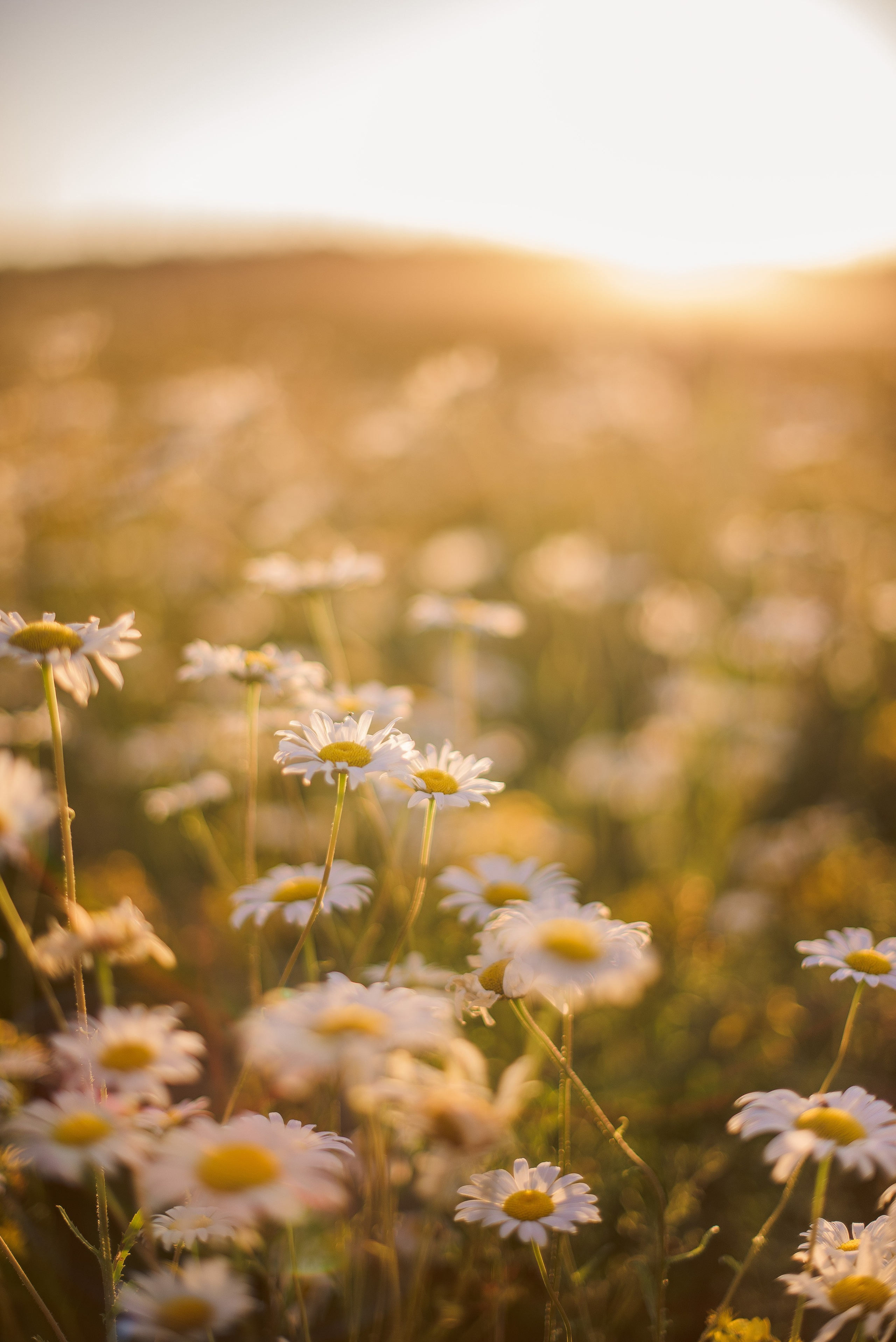 РОМАШКОВАЯ ИСТОРИЯ. Свадебный и семейный фотограф РИТА БОЧКАРЁВА