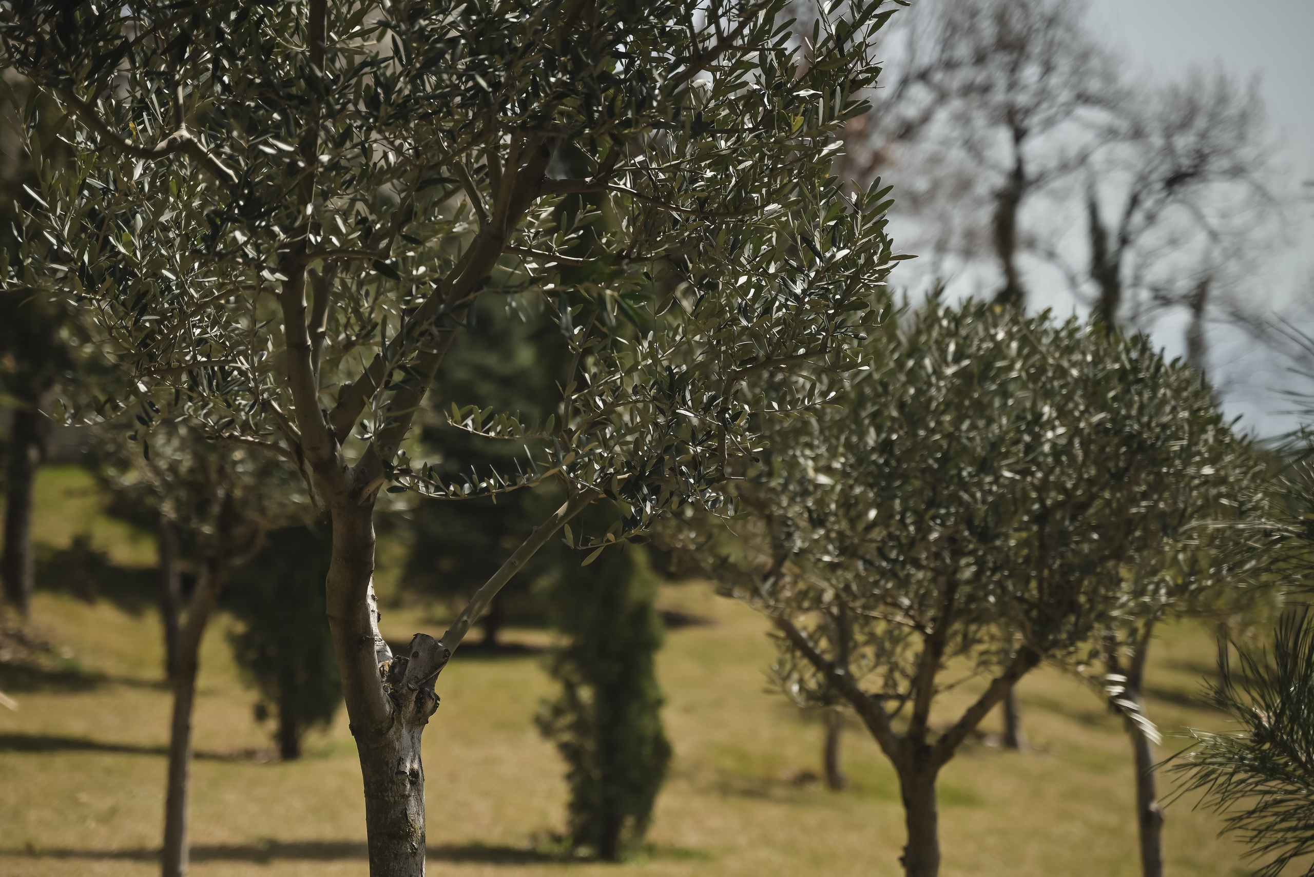 Крымский Бриз. Свадебный фотограф Анна Хочева