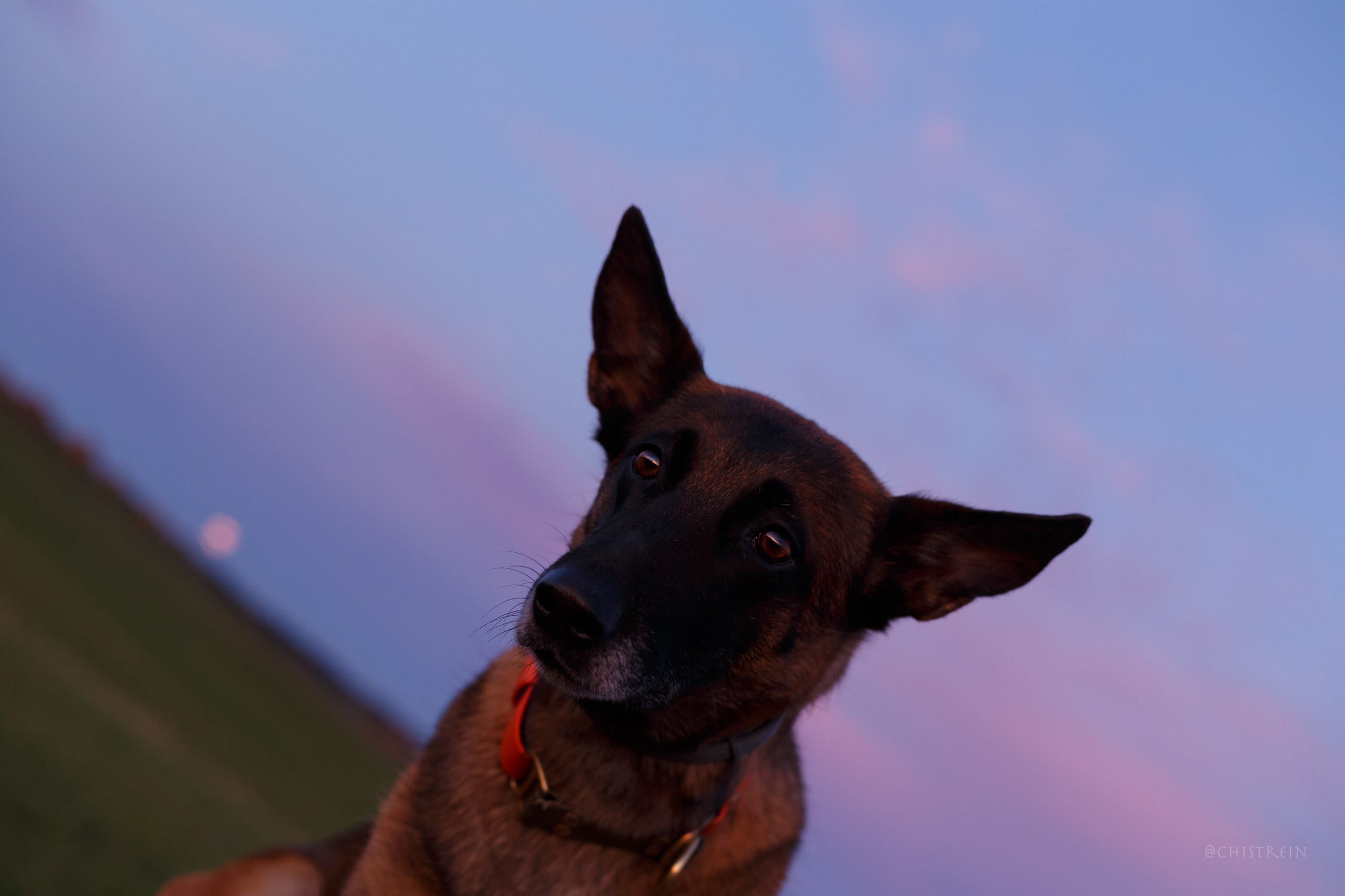 Октябрьский закат в полях. Алина и Лео. Фотограф-анималист Наталия Чистюхина в г. Сосновый Бор и ЛО