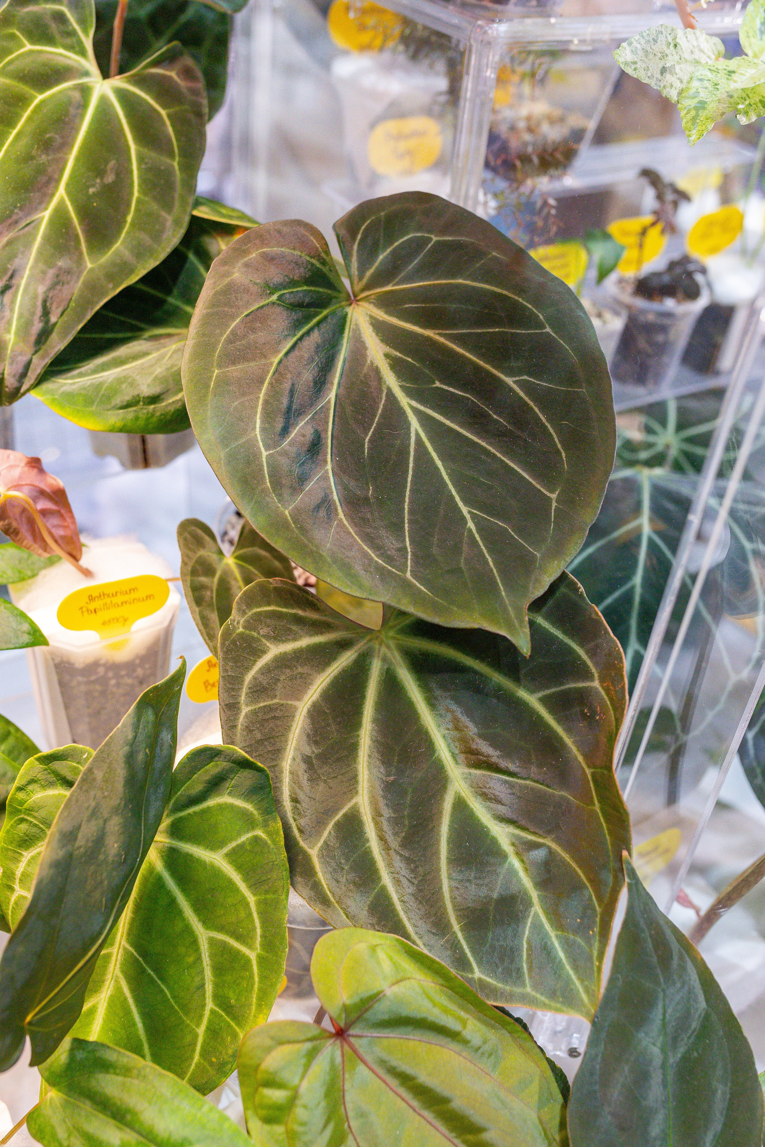 Орхидиум 12.2025. Александра Куликова фотограф, Москва