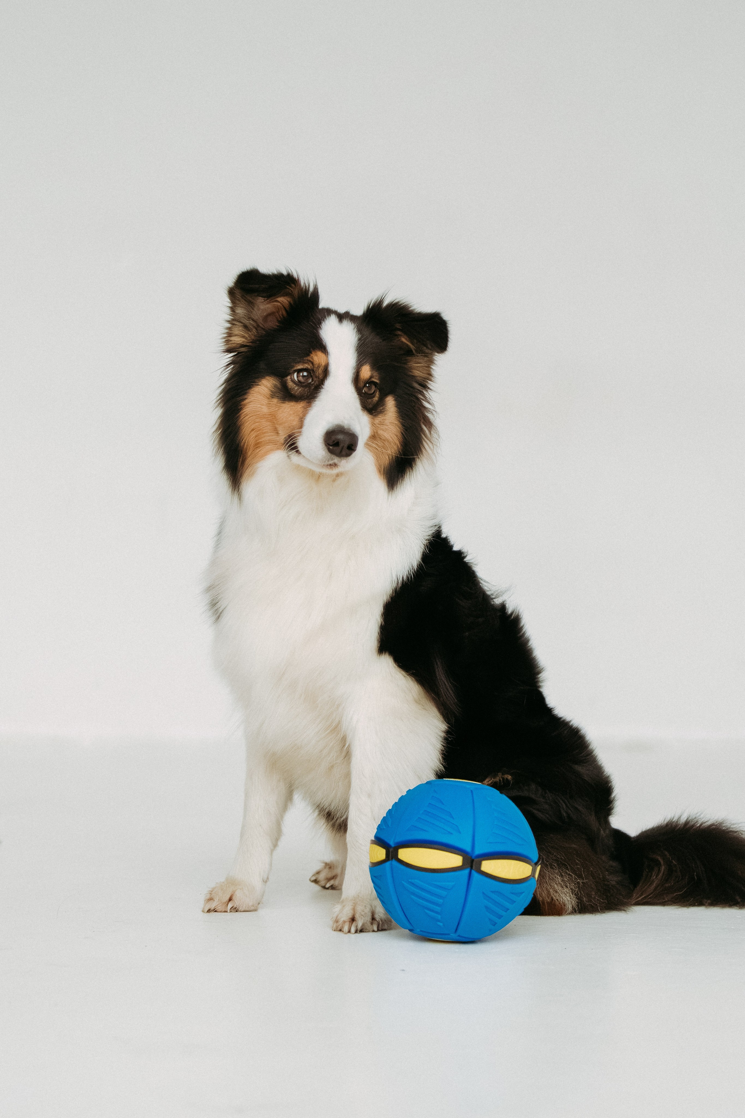 Мячи-попрыгуны. Фотораф — анималист Мария Шистка