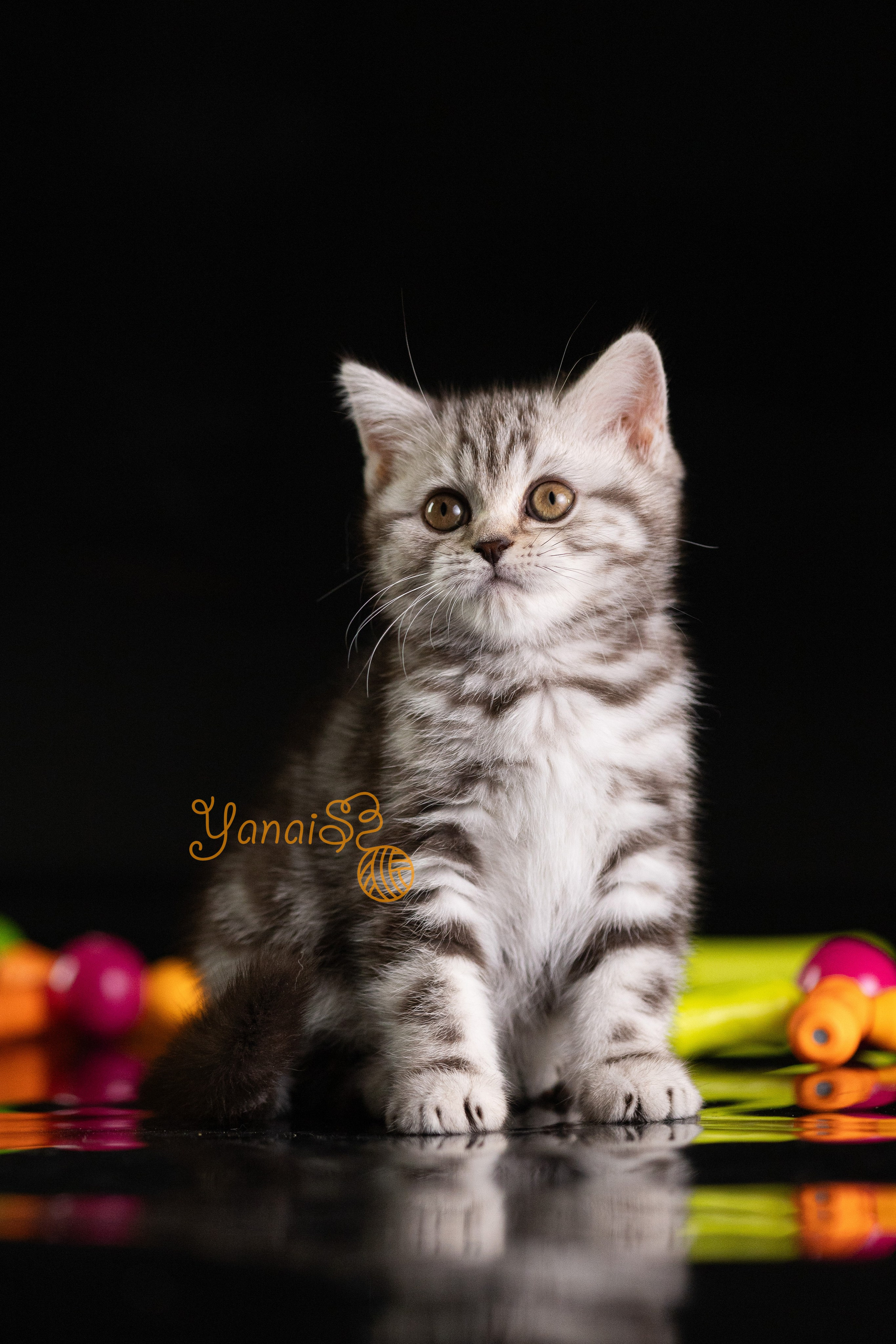 Котята. Фотограф Яна Матвеева в Ижевске