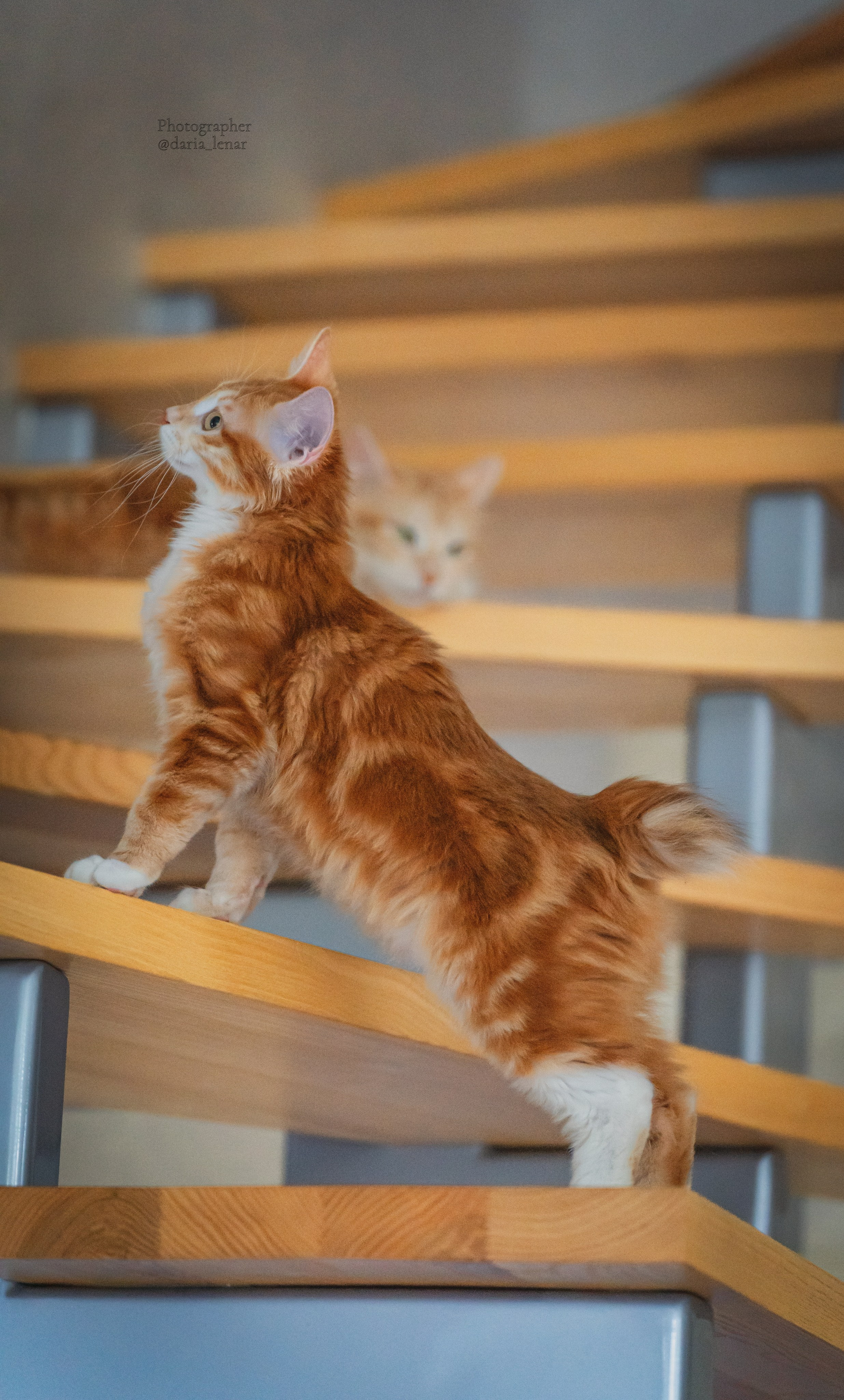 Питомник Курильских бобтейлов. Фотограф в Москве Ленарская Дарья