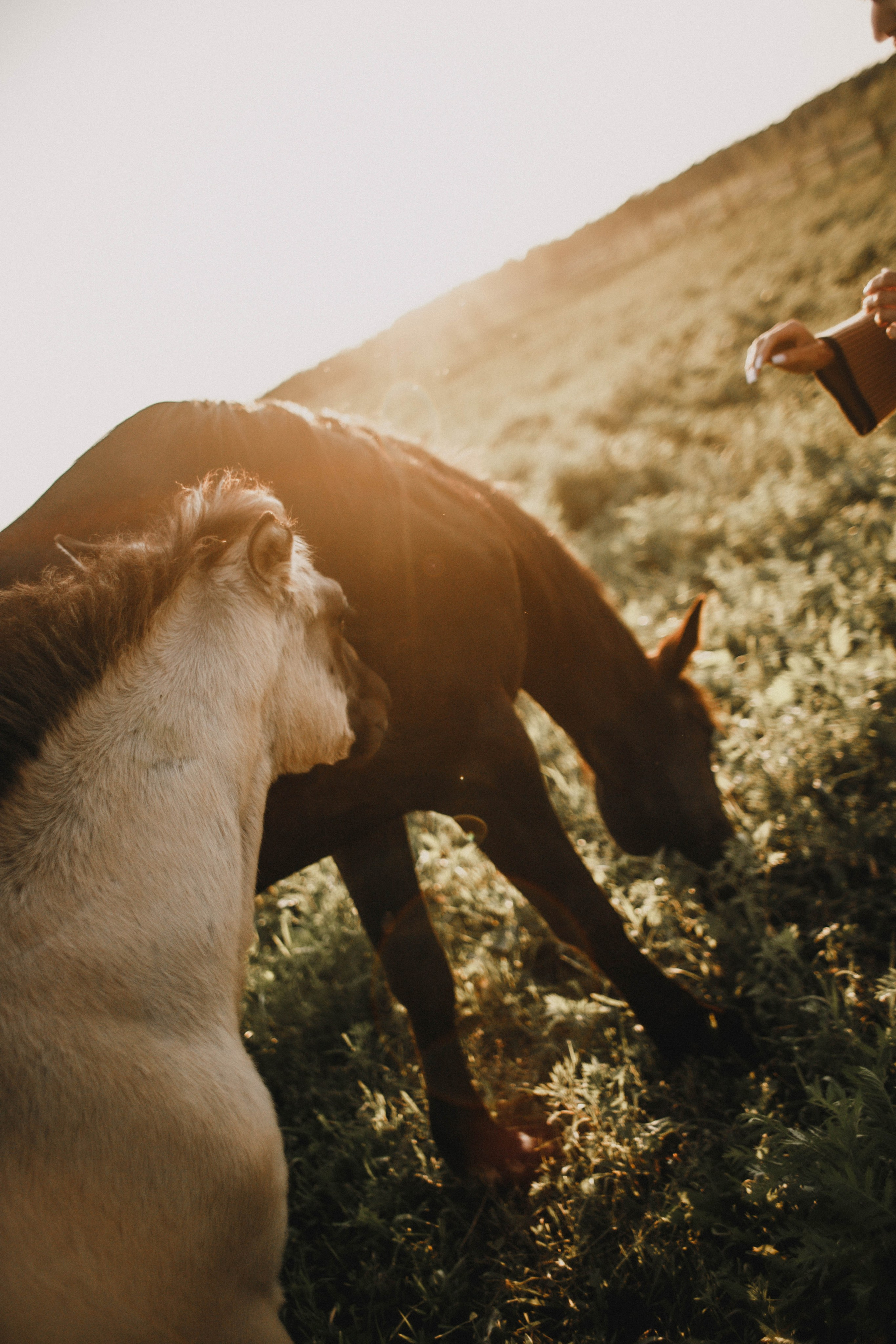 Варвара. Лошади. Закат. Фотограф в Нижнем Новгороде