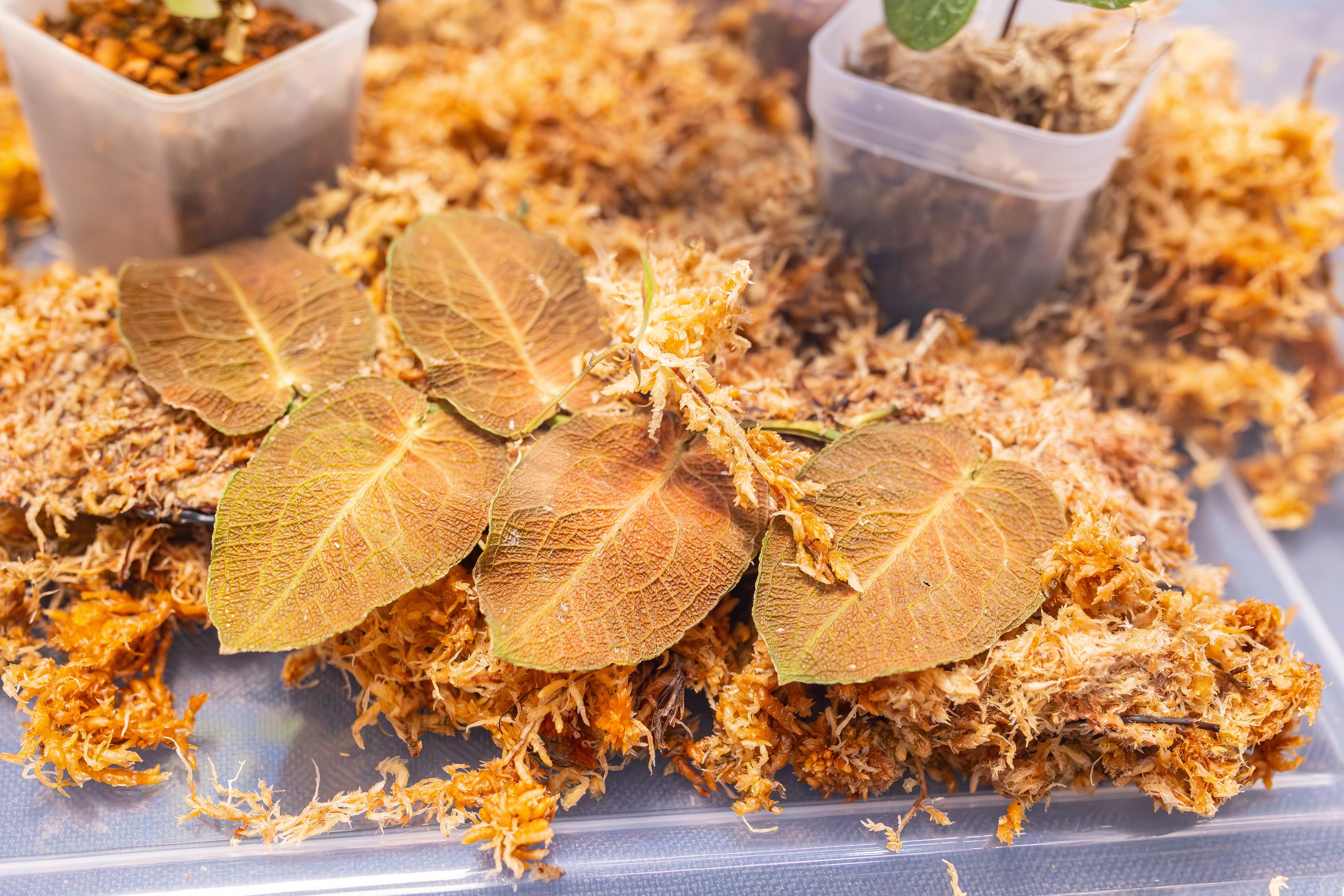 Монстериум апрель 2026. Александра Куликова фотограф, Москва