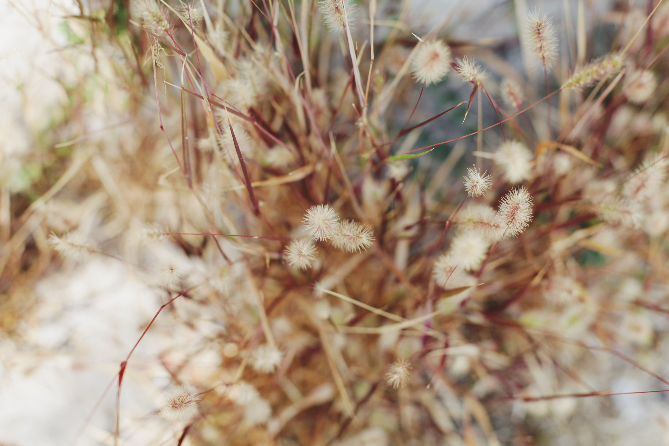 Болгария. Аня Степанова