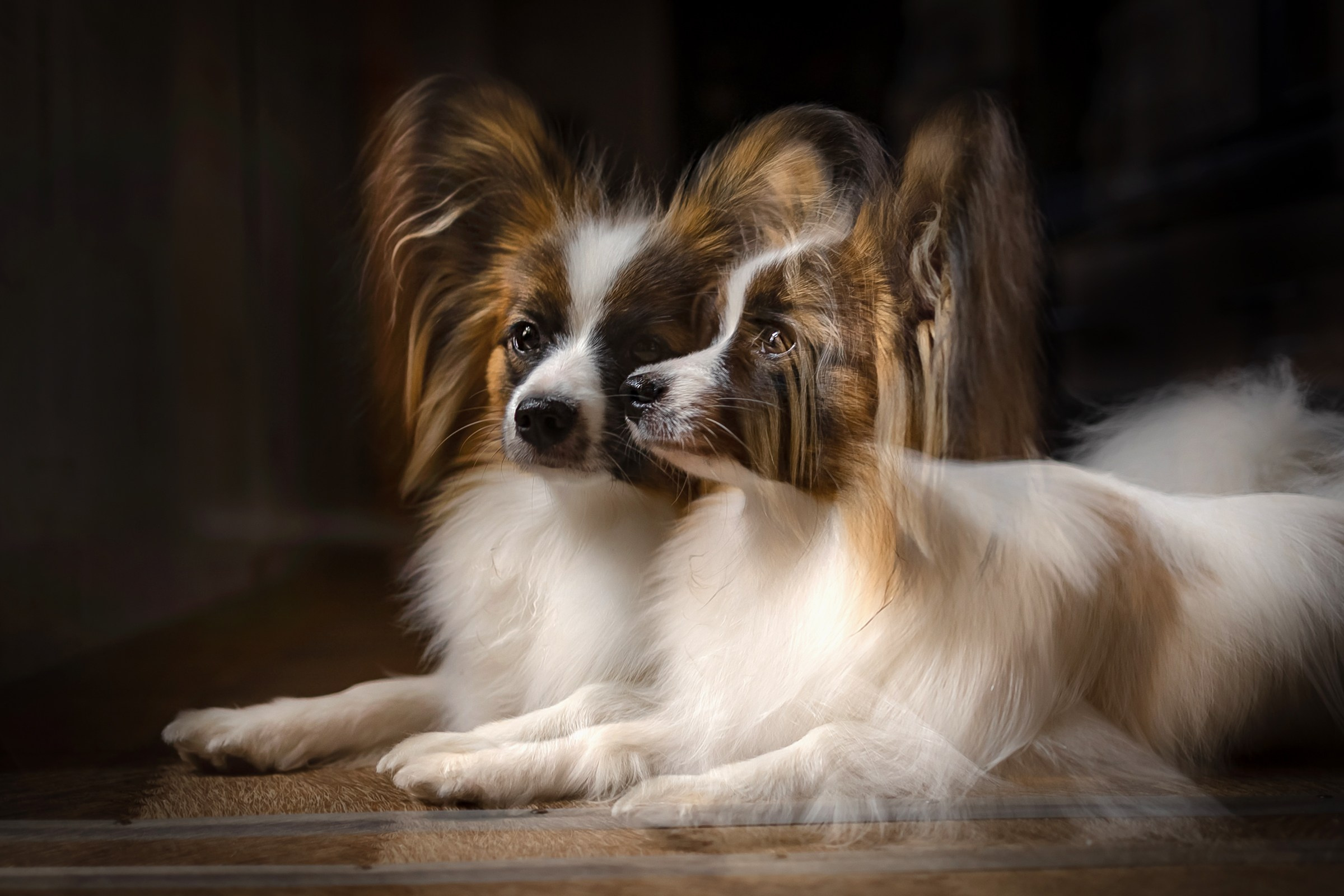 Хьюстон. Фотограф анималист Аня Ливанова | Рыбинск