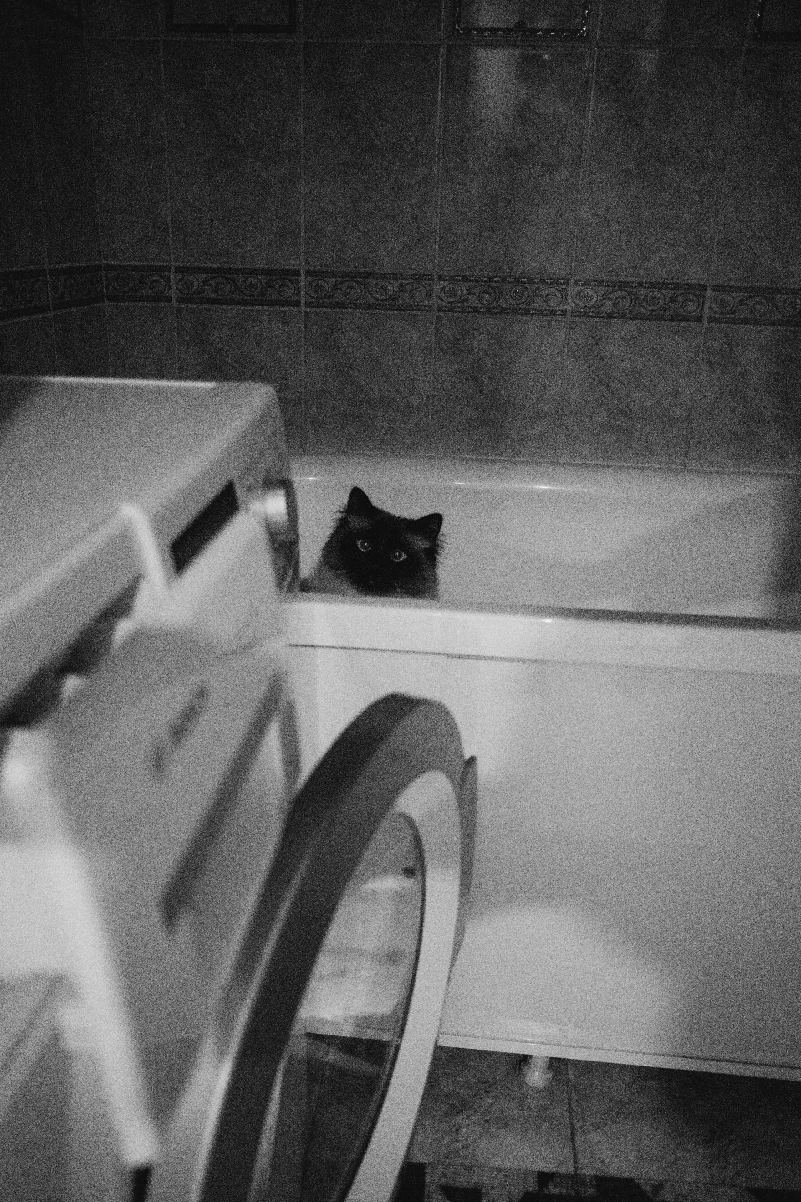 Кошки. Фотограф Александр Тихонов