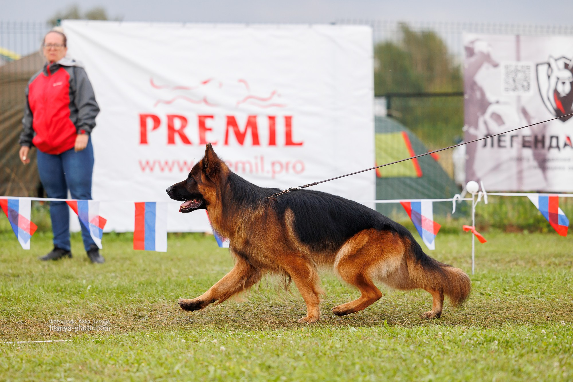 Немецкие овчарки: фото из рингов и вне ринга, мутпроба (фотографии с выставок). Фотограф собак, фотограф-анималист Аня Титова (Titanya). Москва