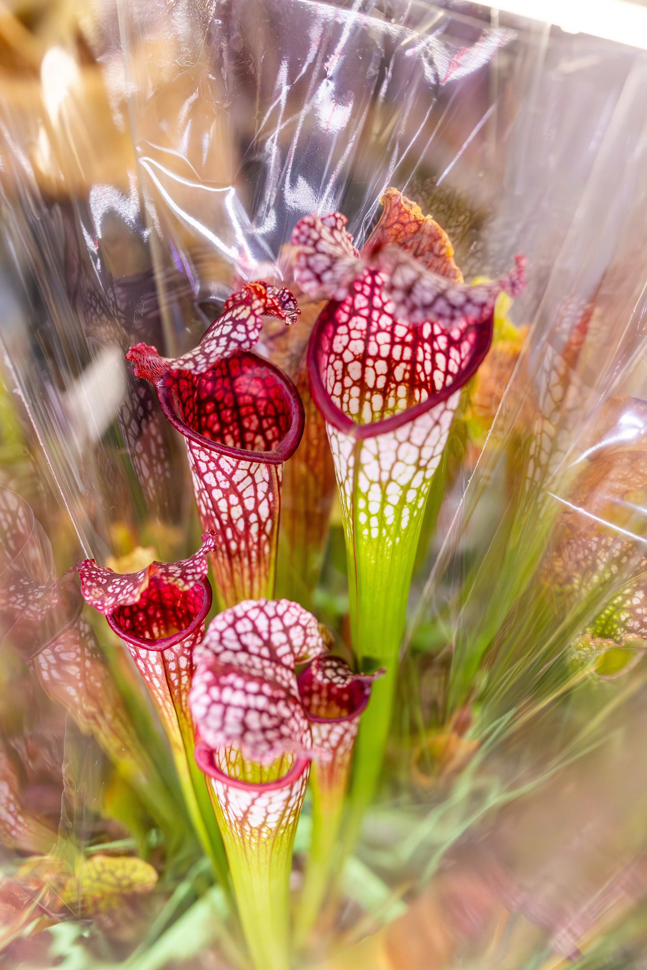 Орхидиум сентябрь 2025. Александра Куликова фотограф, Москва