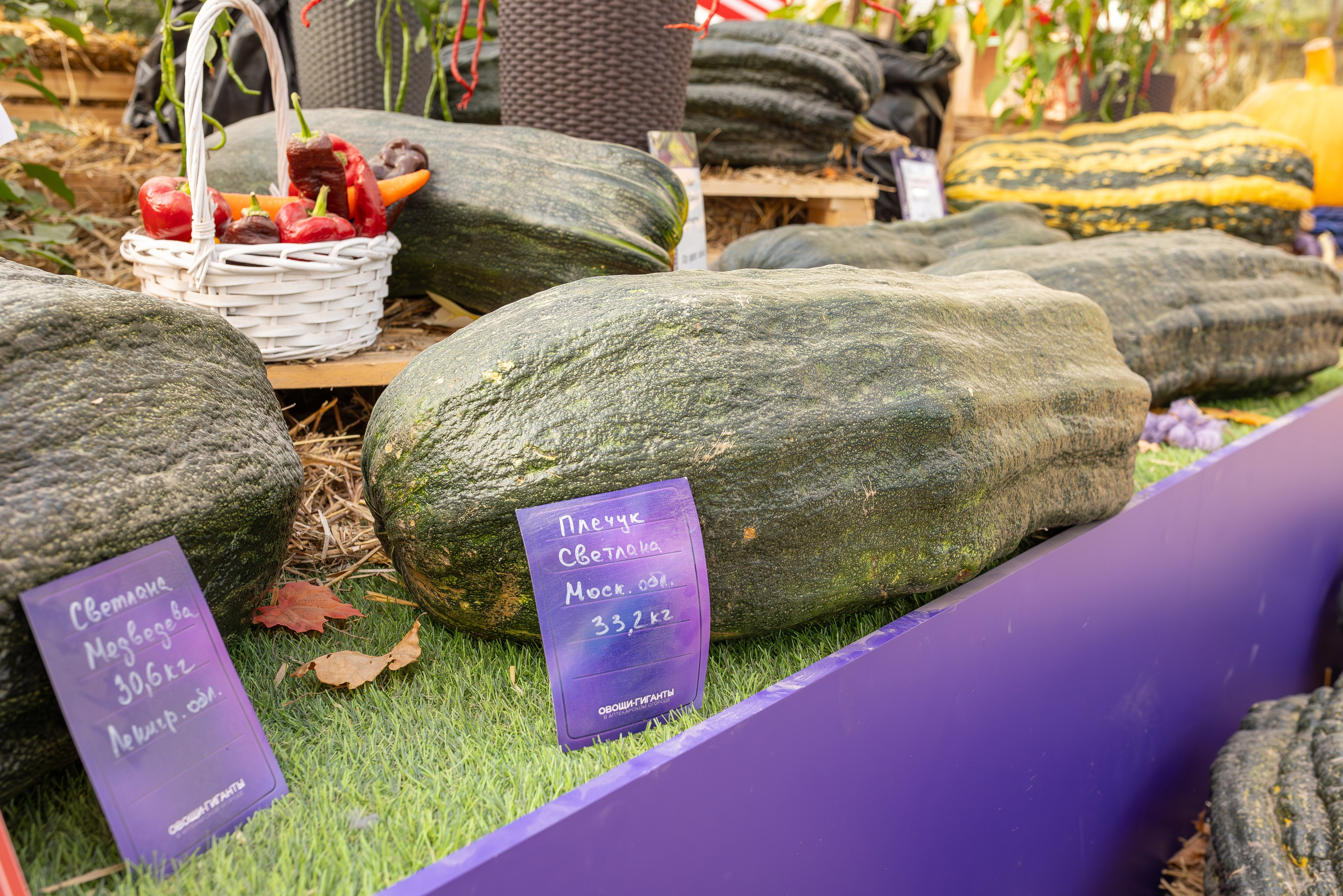 Овощи-гиганты. Александра Куликова фотограф, Москва