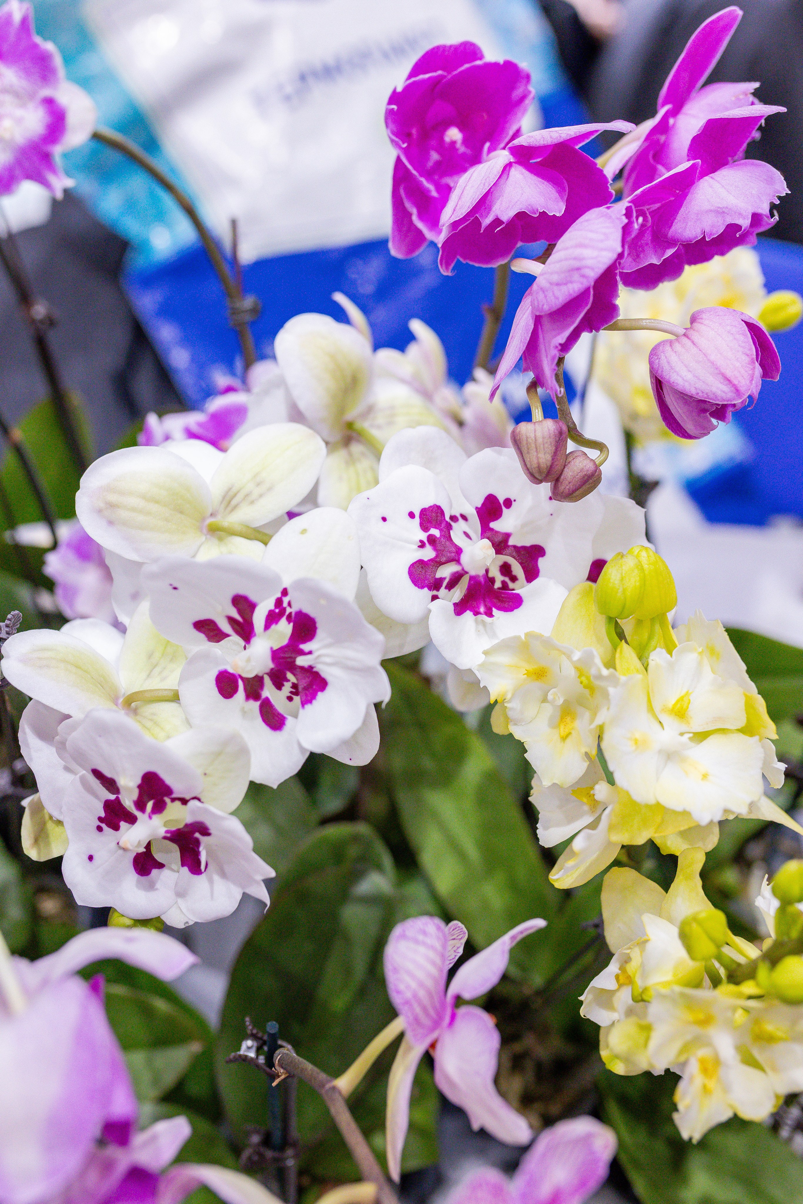 Орхидиум 12.2025. Александра Куликова фотограф, Москва