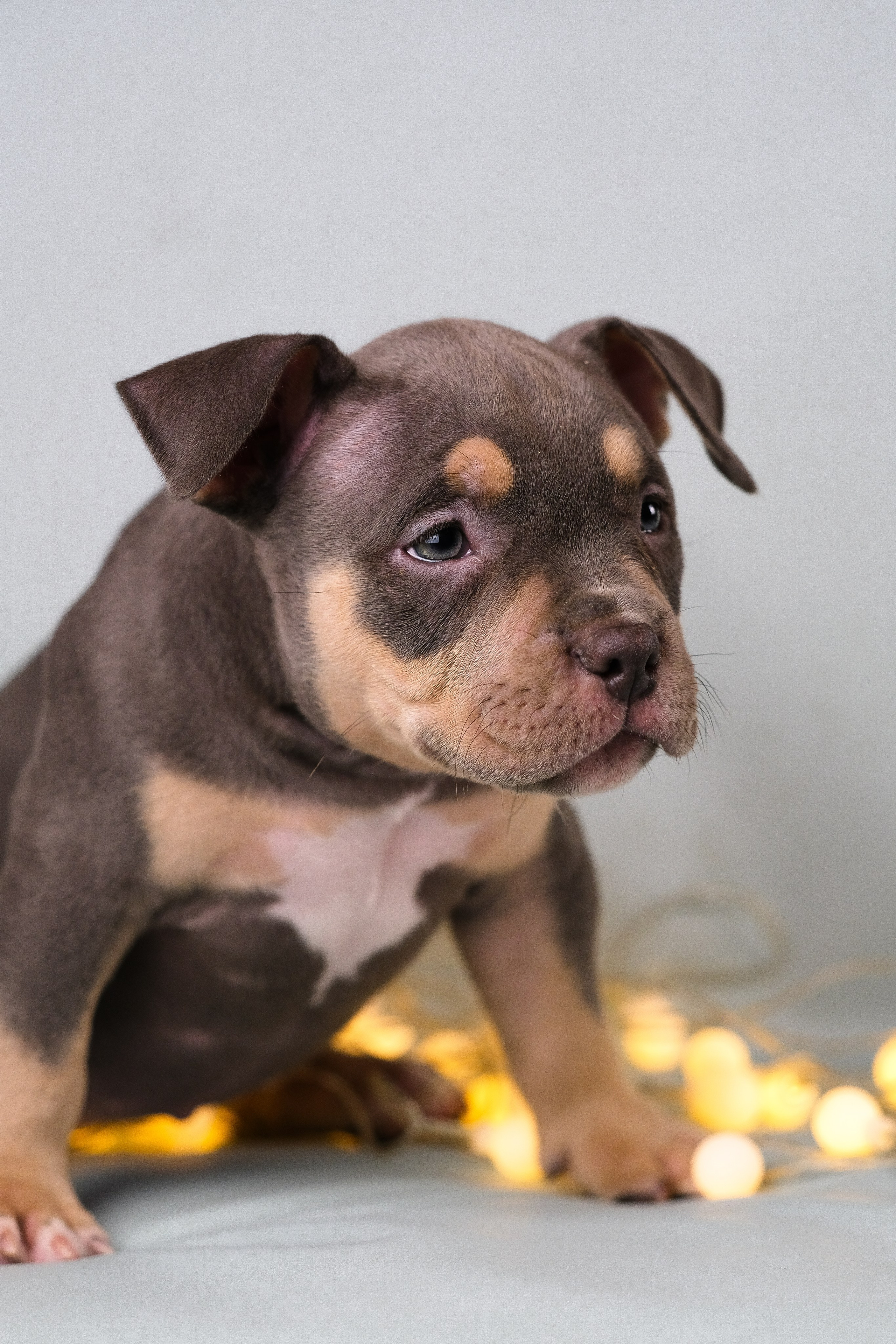 Американский Булли. Фотограф и видеограф анималист Аганина Дарья