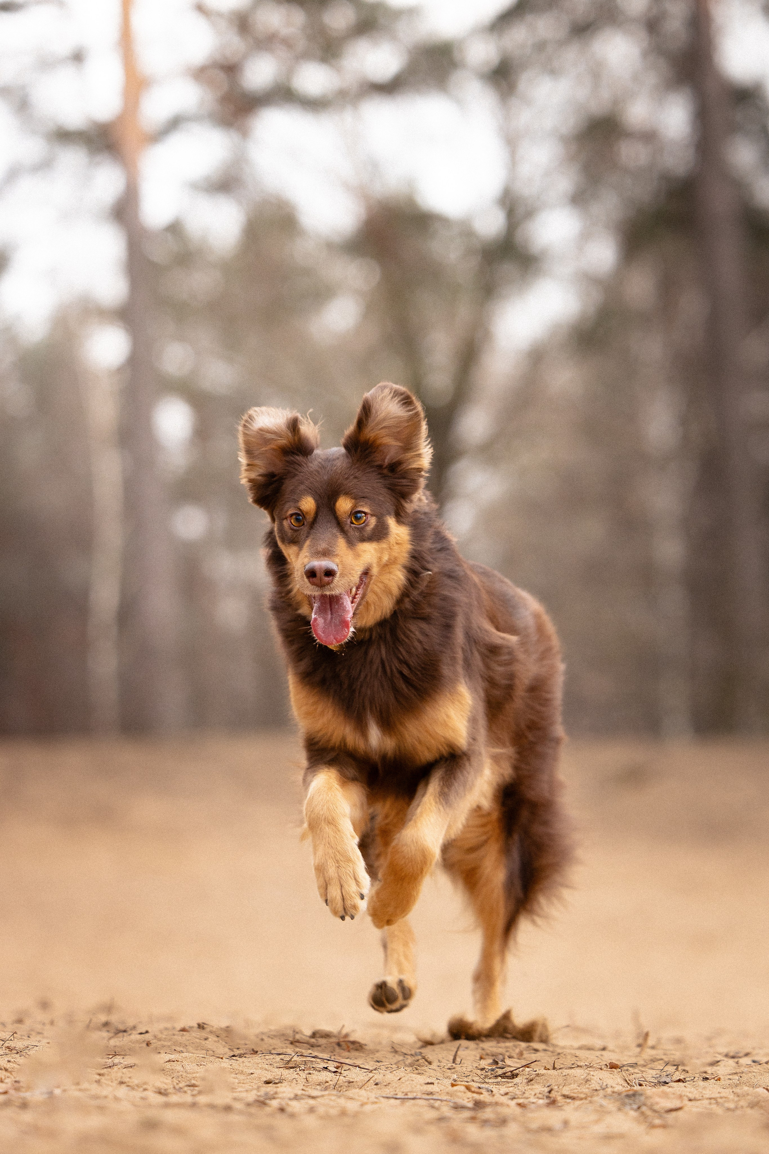 Катя и Мёд. Фотограф и видеограф анималист Аганина Дарья