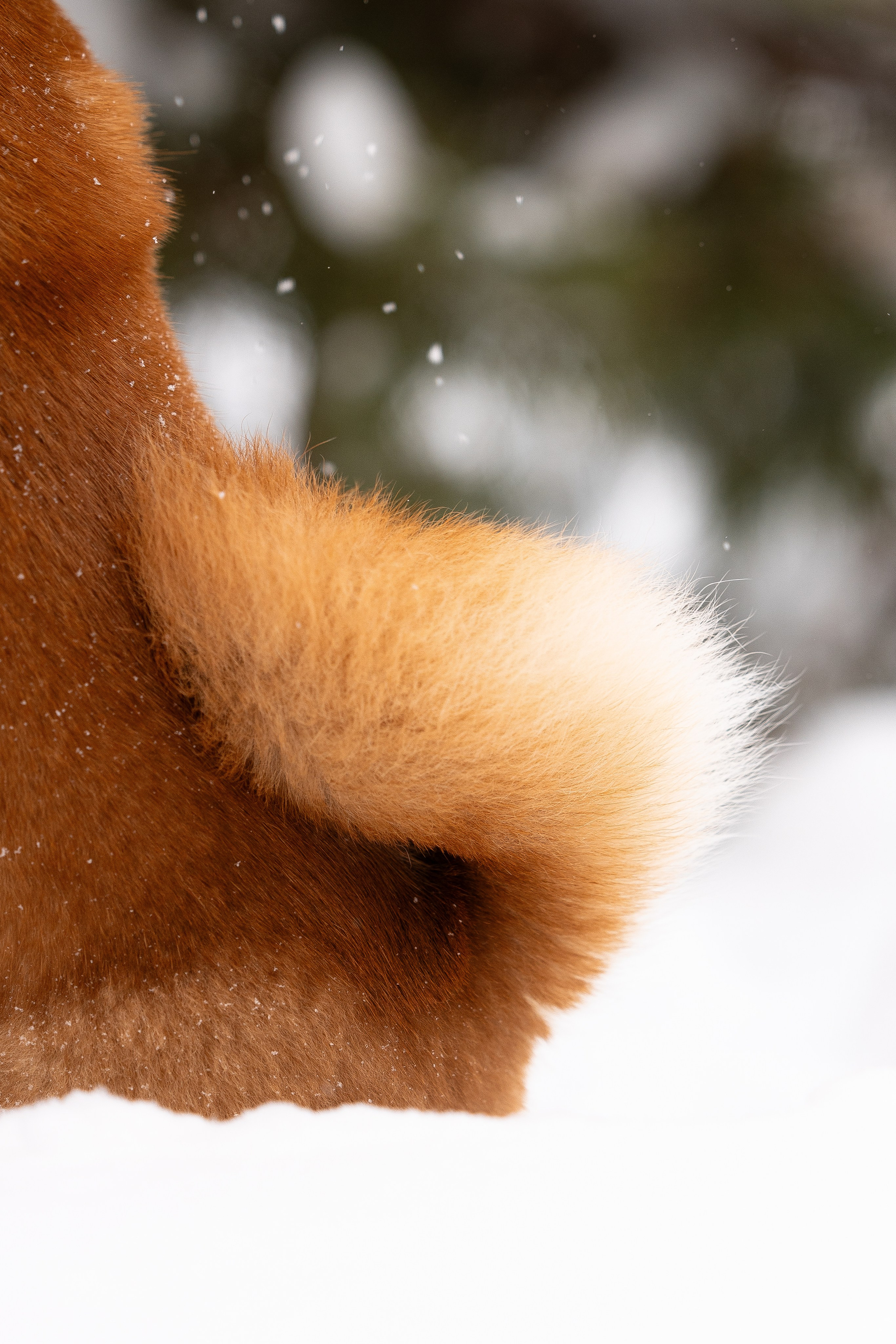 Юми, Серж и Тоши. Фотограф и видеограф анималист Аганина Дарья