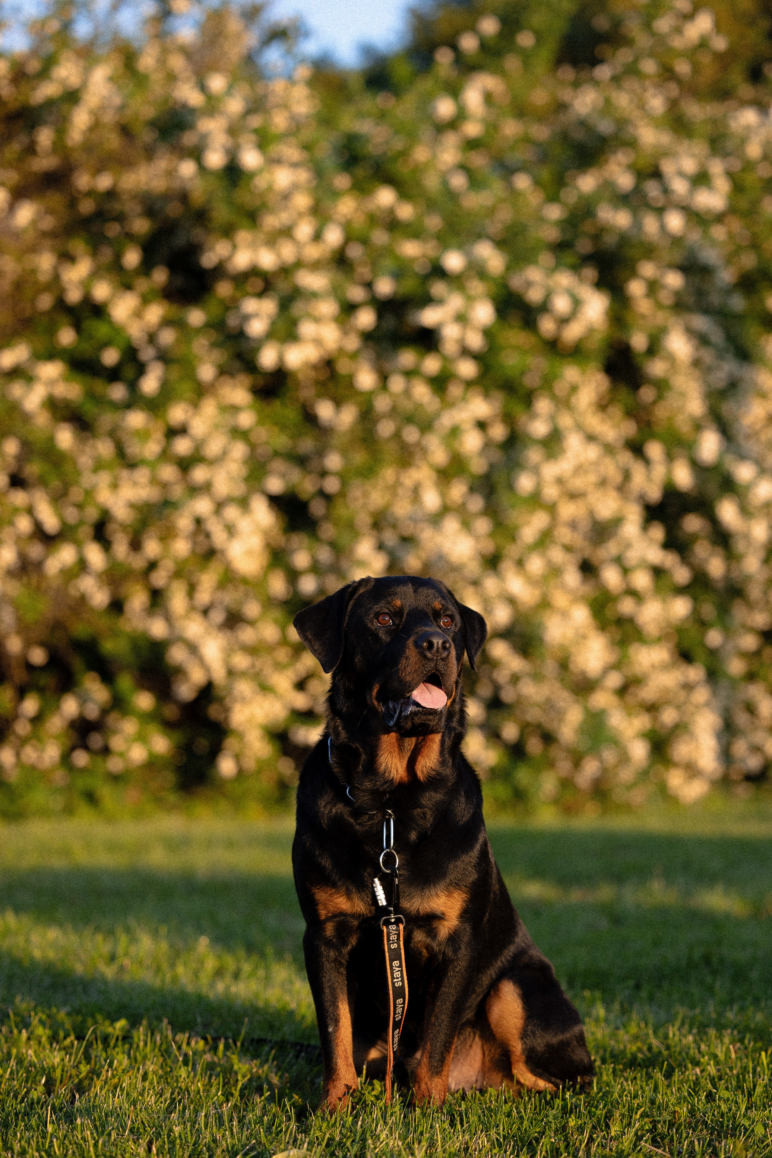 Катя, Леша, Лея и Трой. Фотограф и видеограф анималист Аганина Дарья