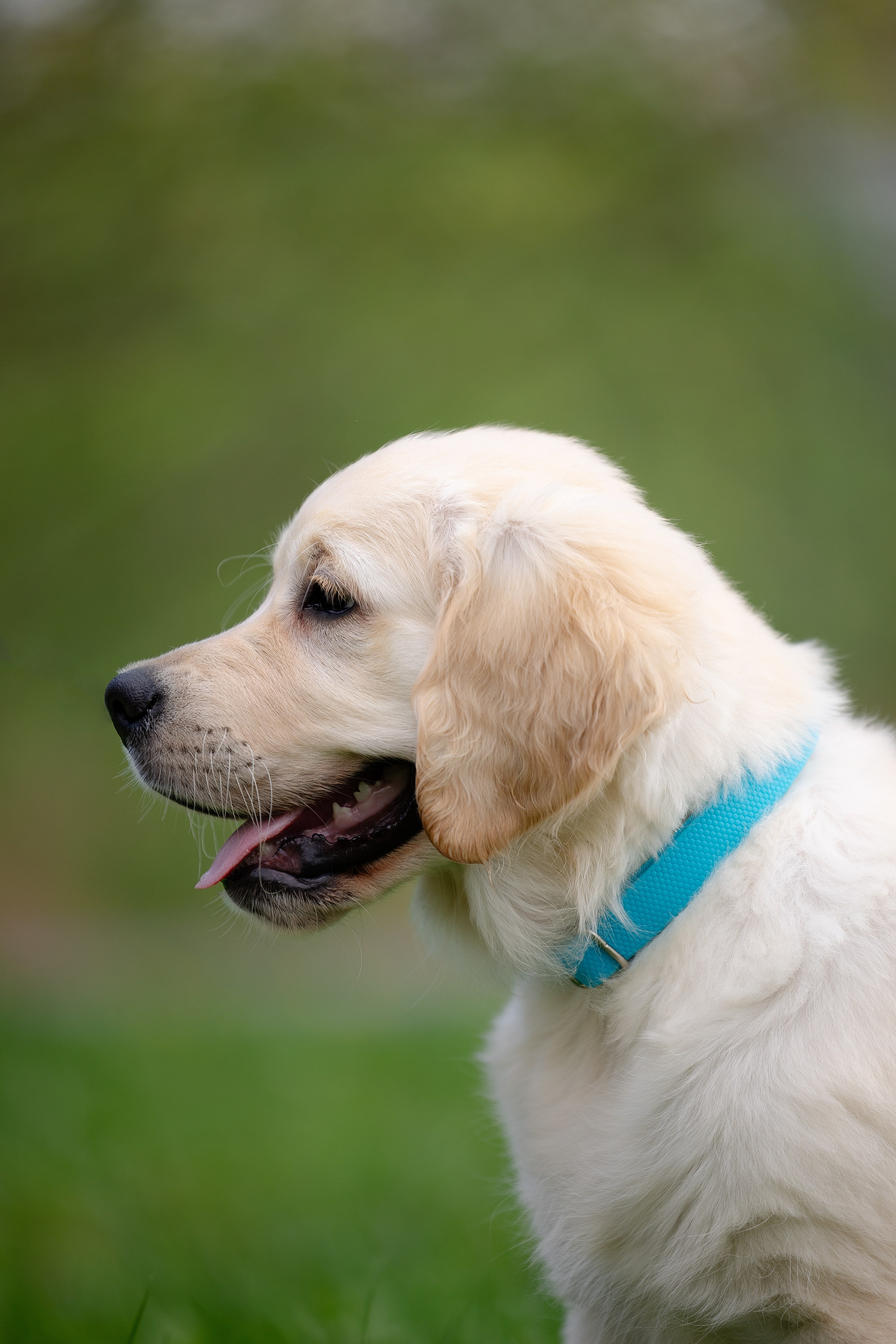 Голден ретривер. Фотограф и видеограф анималист Аганина Дарья