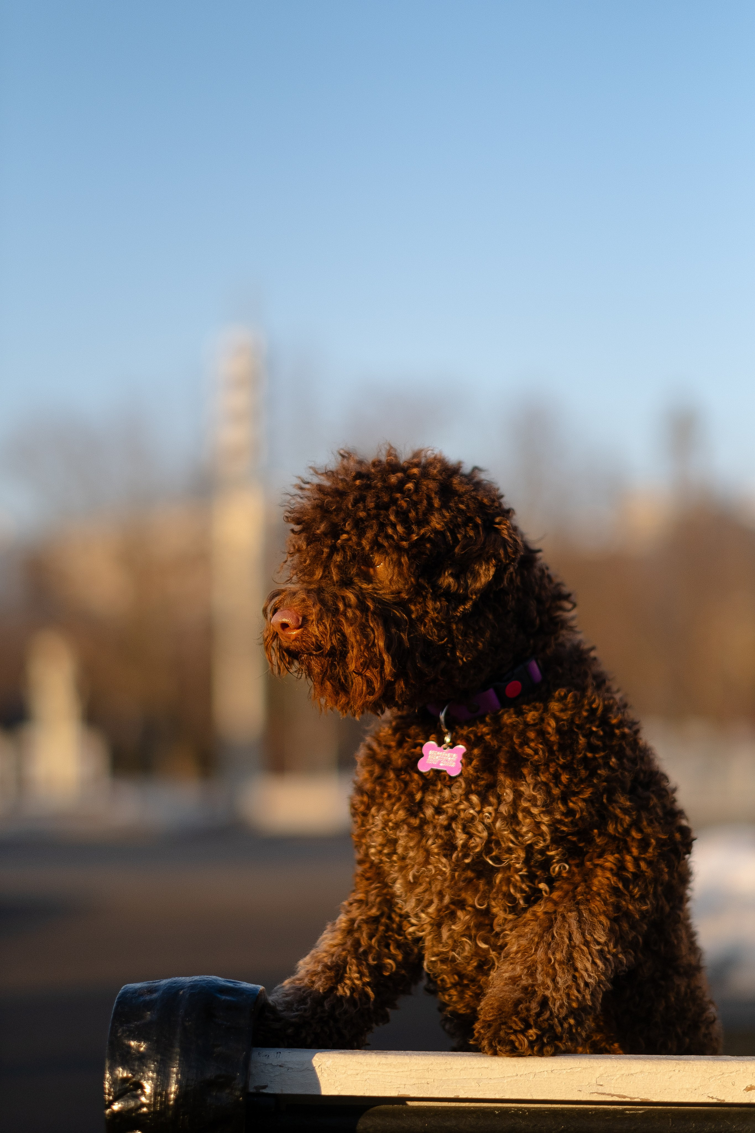Тьеринна и Миша. Фотограф и видеограф анималист Аганина Дарья