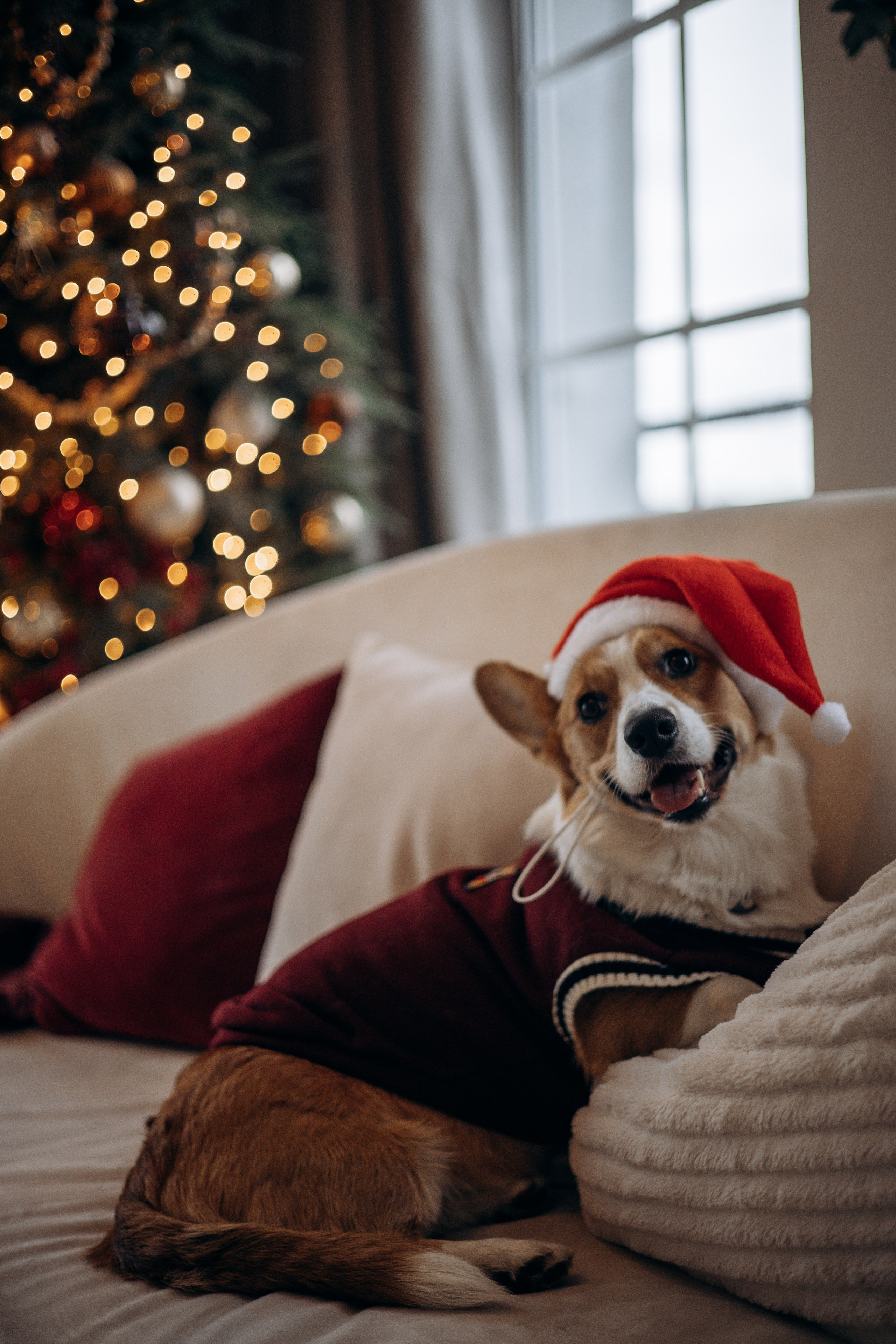 Саша, Женя и Мика. Фотограф животных Евгения Верцинская