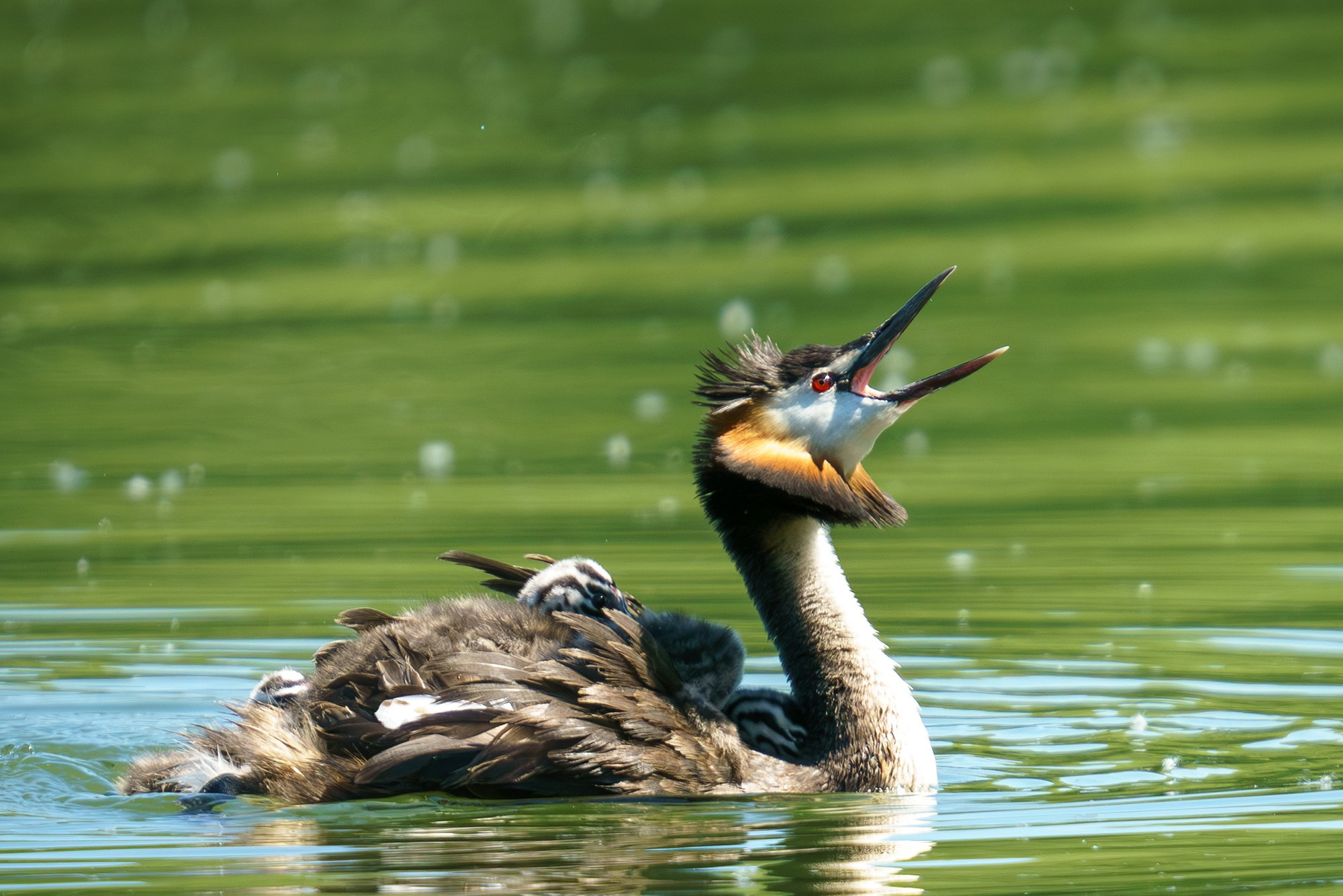 Удивительные мир птиц. Вокруг нас столько прекрасного — присмотритесь!. Ваш личный фотограф Марина Волкова