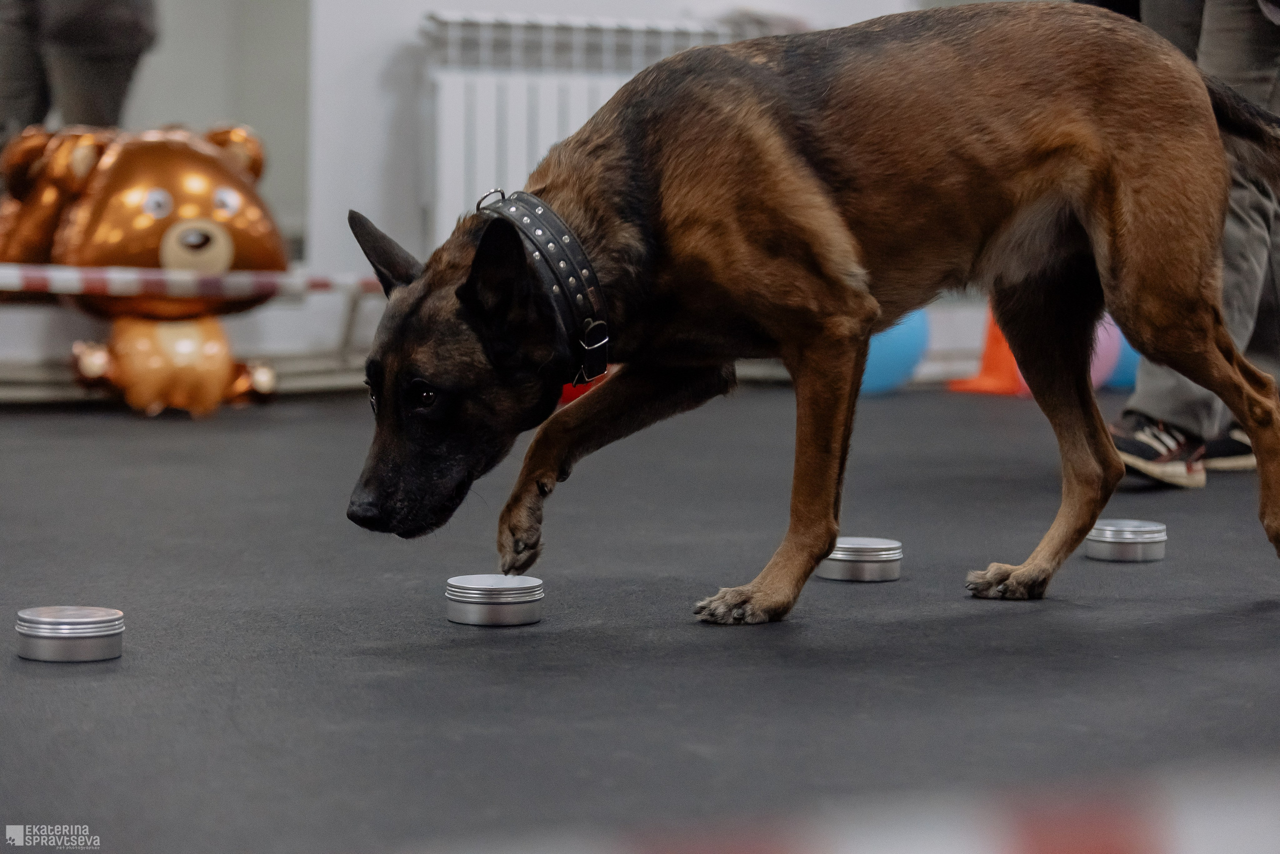 Праздник NoseWork. Фотограф Анималист Екатерина Справцева в Нижнем Новгороде