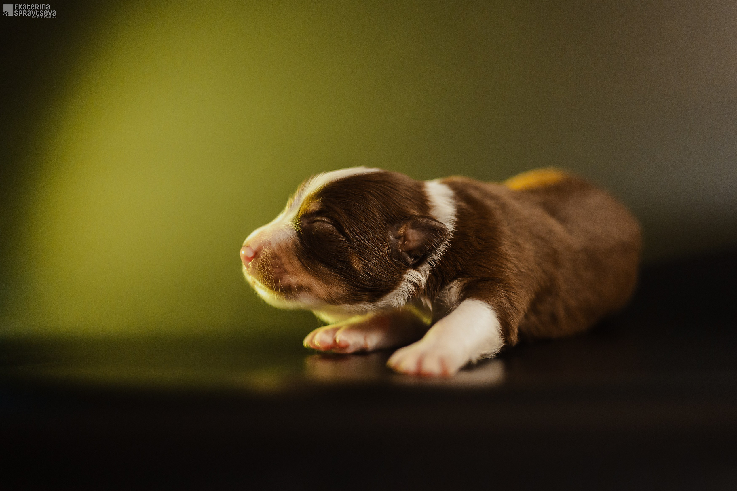 Щенки бордер колли от Ап х Ра. Фотограф Анималист Екатерина Справцева в Нижнем Новгороде