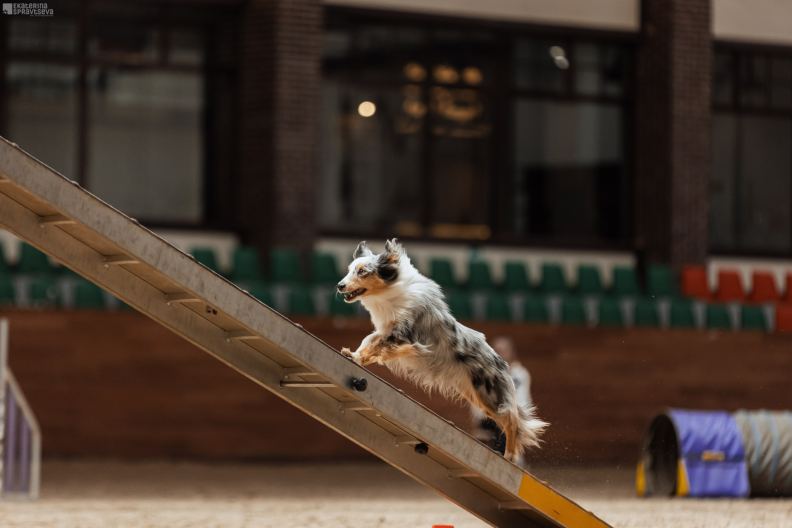 ЧРКФ Аджилити в Максима. Фотограф Анималист Екатерина Справцева в Нижнем Новгороде