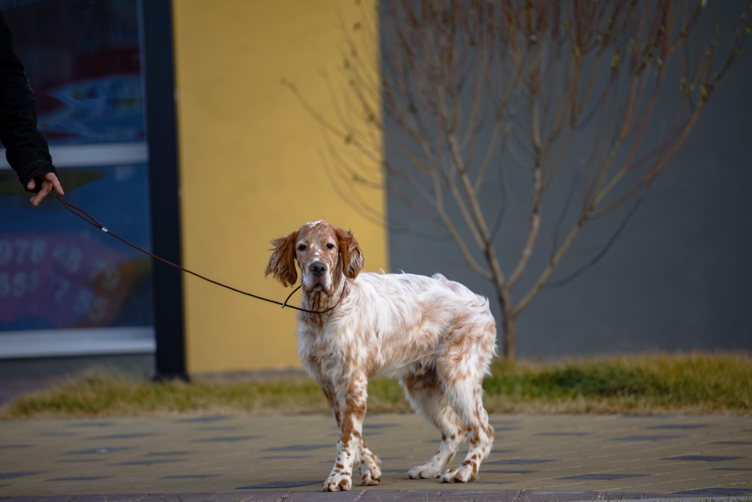 Андрей и Милан. Фотограф Екатерина Козловская