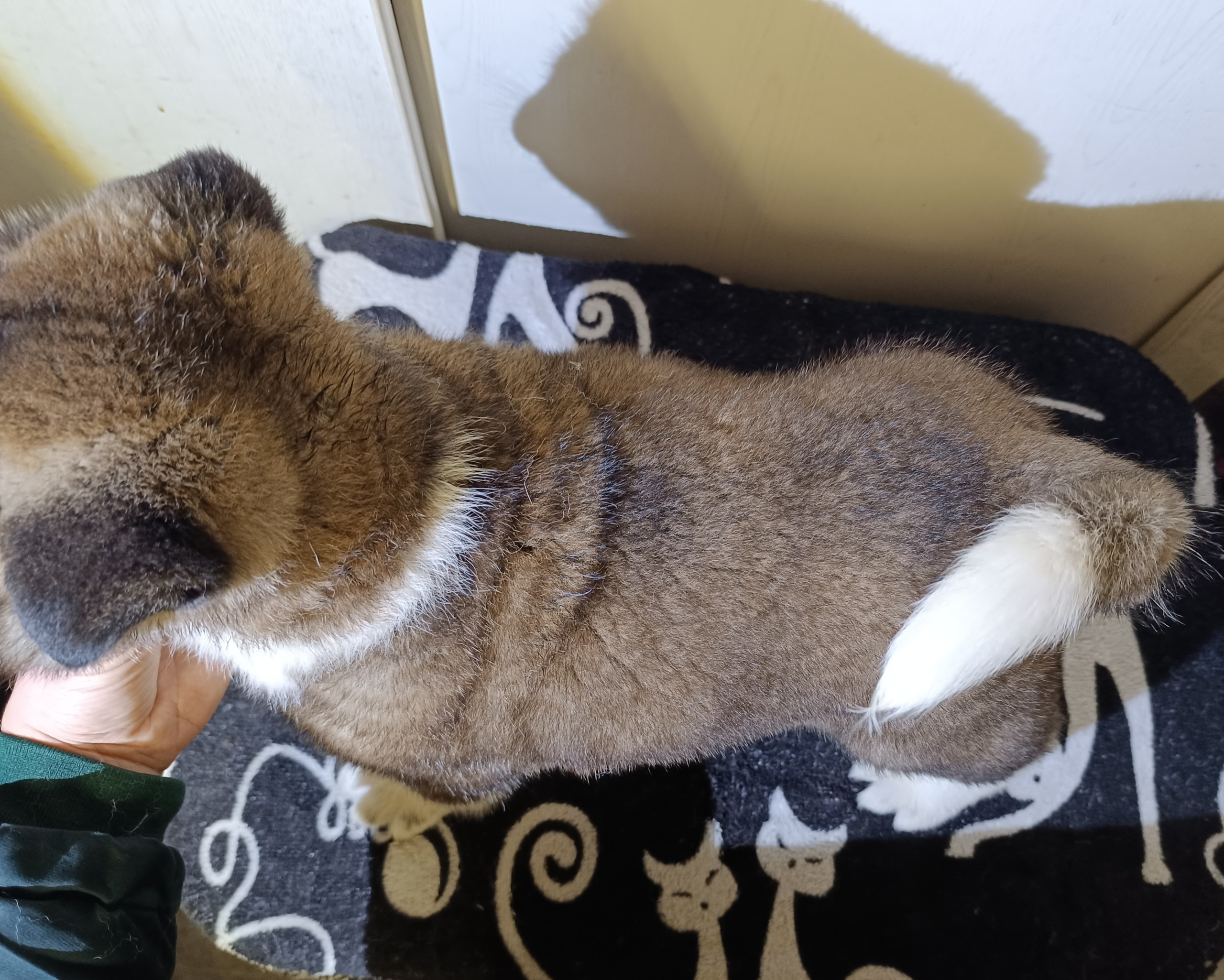 Американская акита  щенки питомник Санкт-Петербург клубные щенки Американская акита питомник RUBYLIGHT Рубилайт купить щенка американской акиты