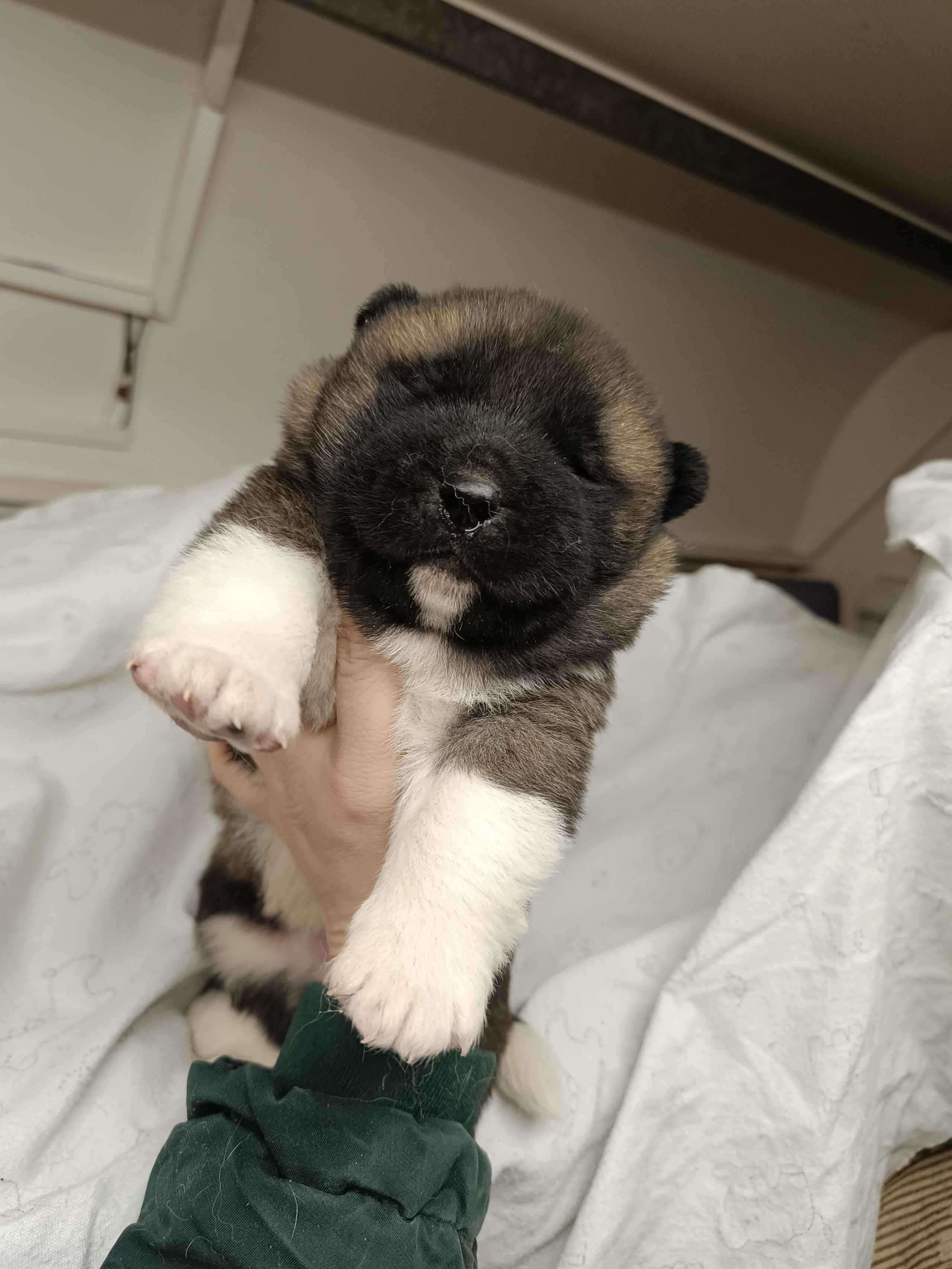 Американская акита  щенки питомник Санкт-Петербург клубные щенки Американская акита питомник RUBYLIGHT Рубилайт купить щенка американской акиты