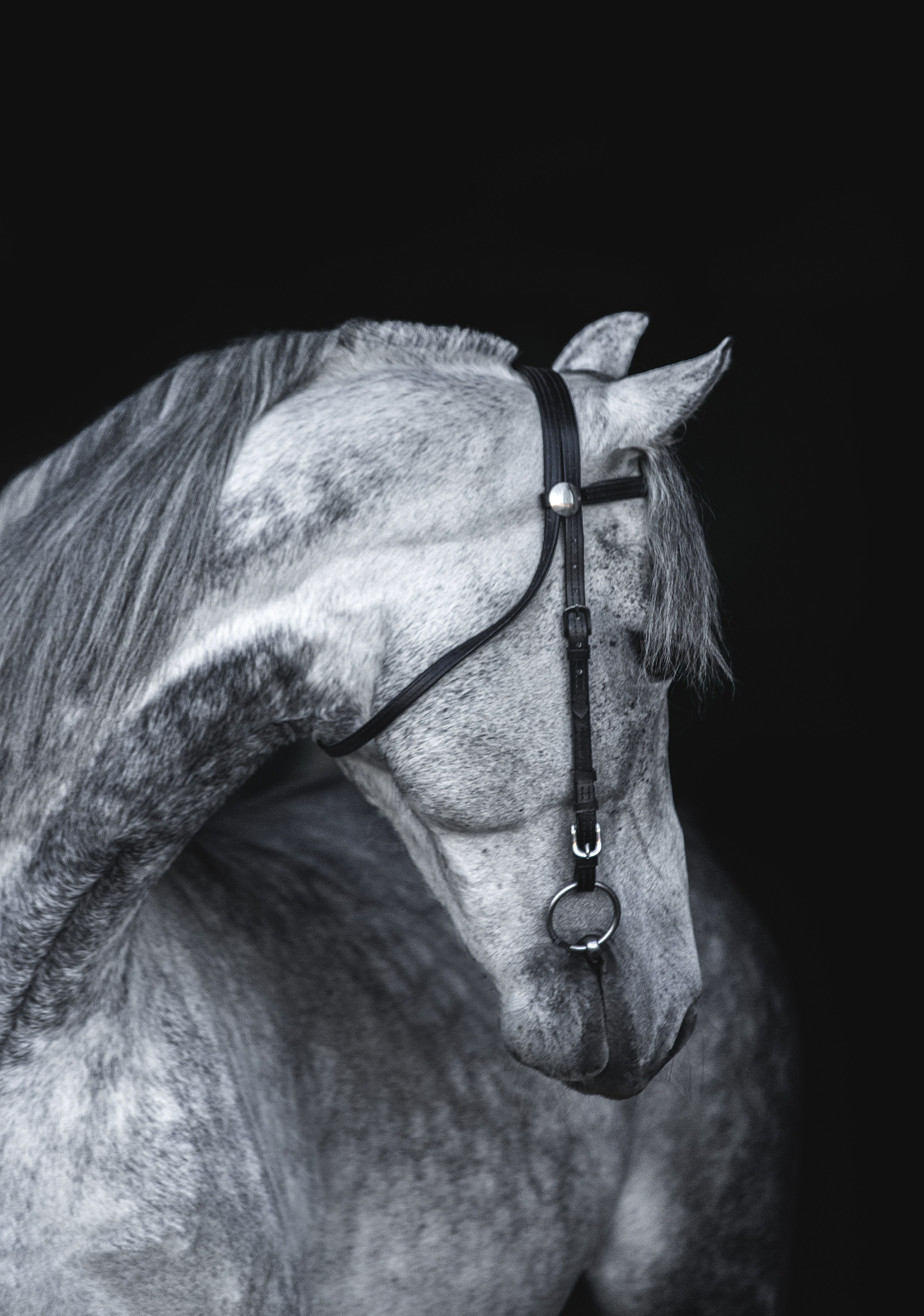 Портреты лошадей. Главная