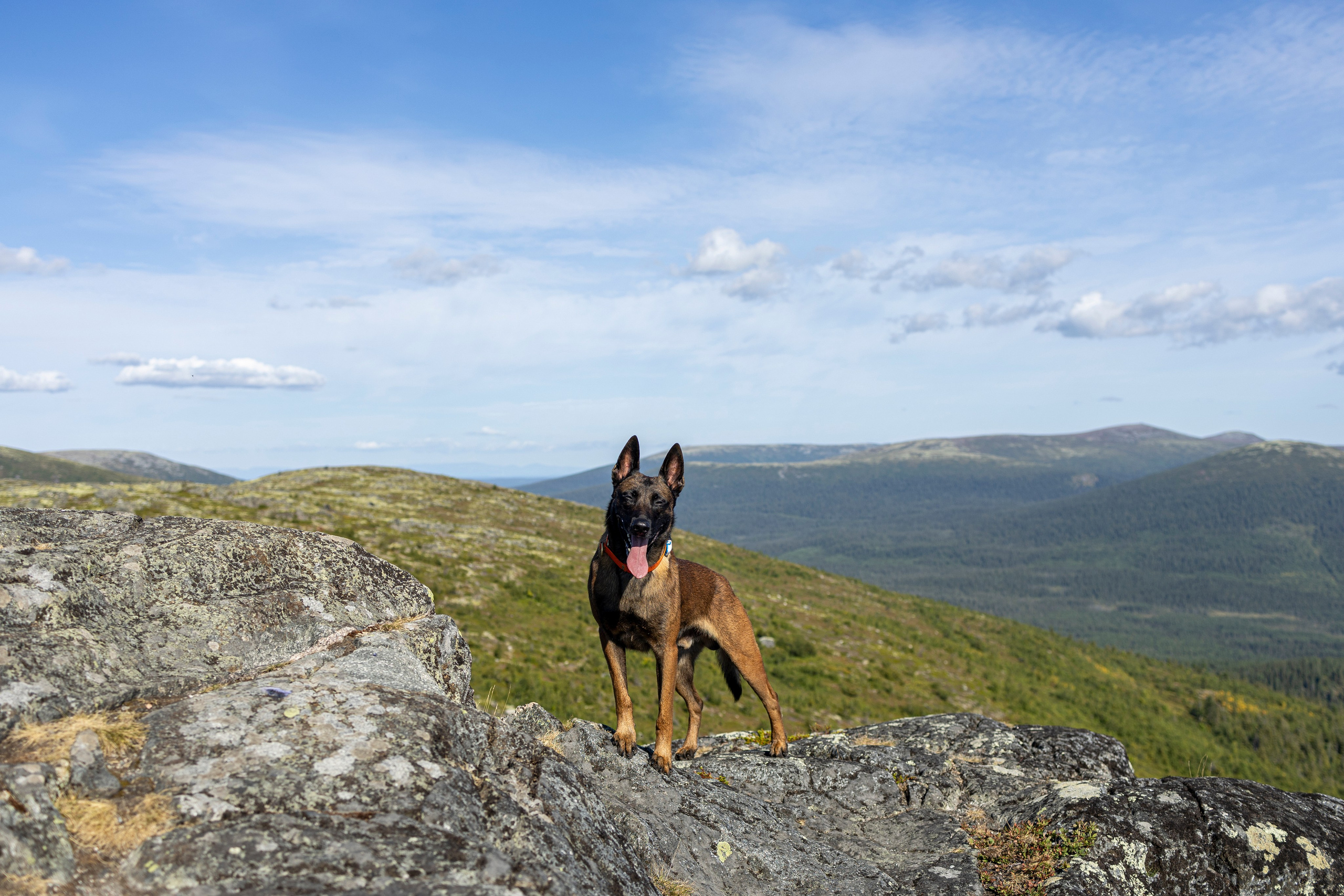 Горы. Фотограф-анималист Анна Маринич