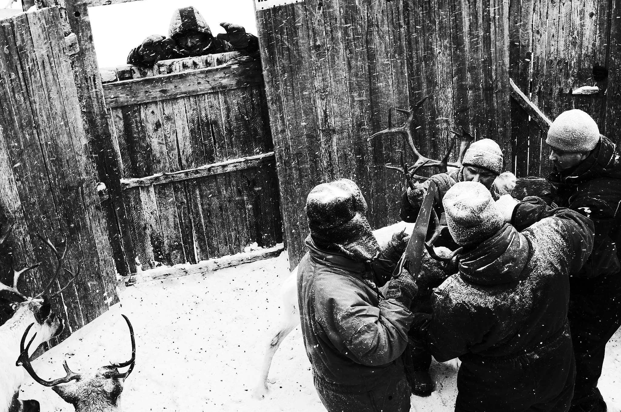 Кораль. На север к оленям. Репортажный фотограф в Сочи — Михаил Мордасов